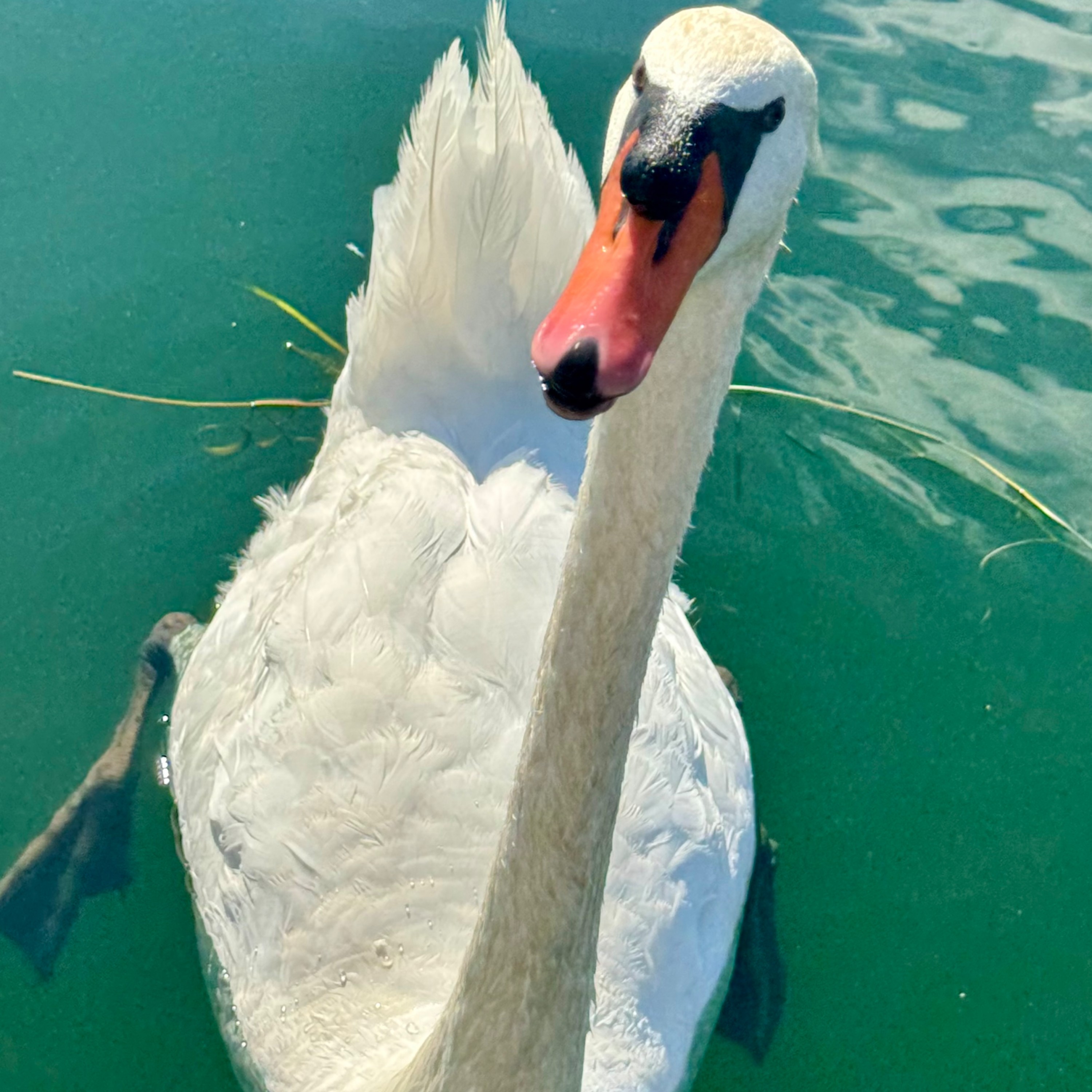 ジャケット写真