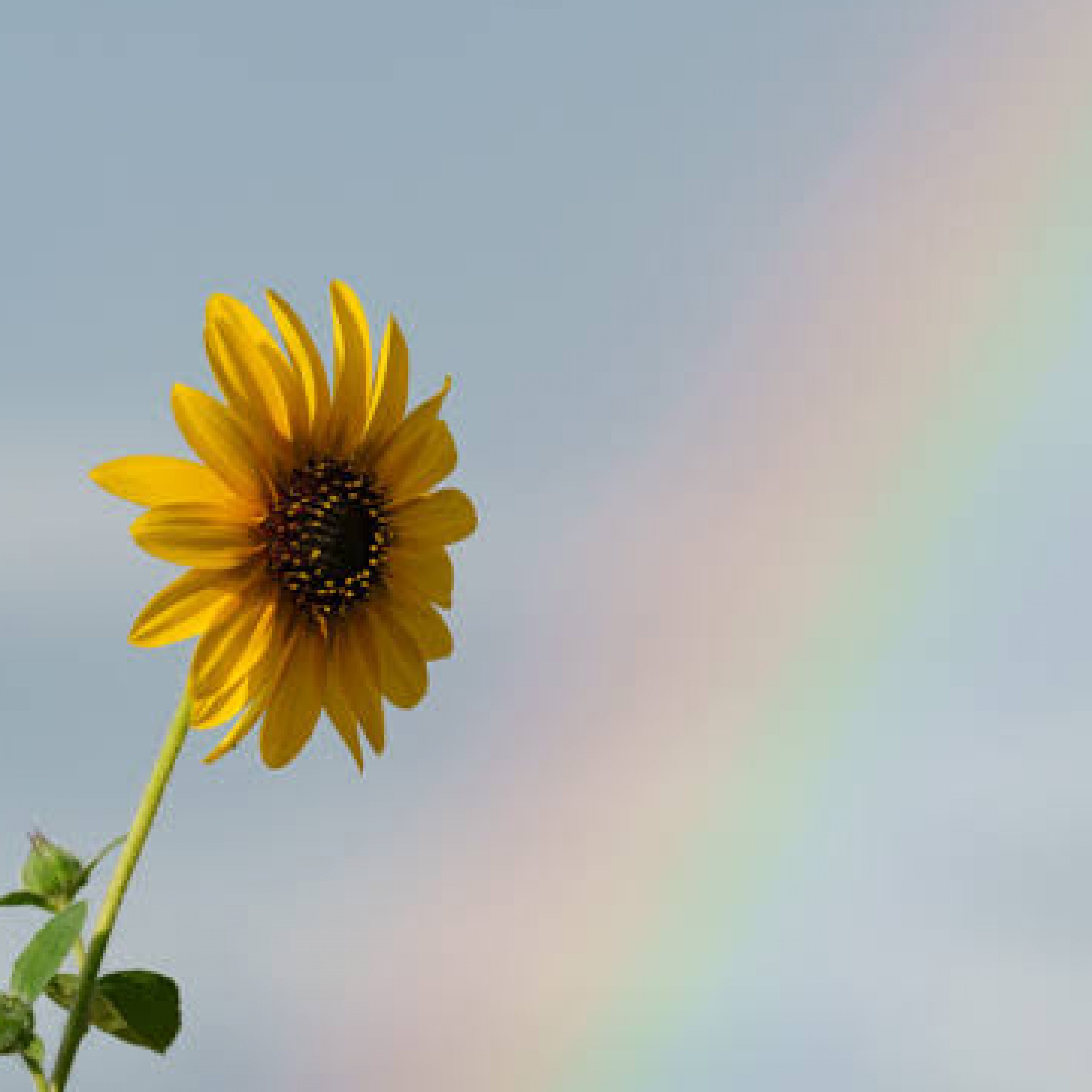 ジャケット写真