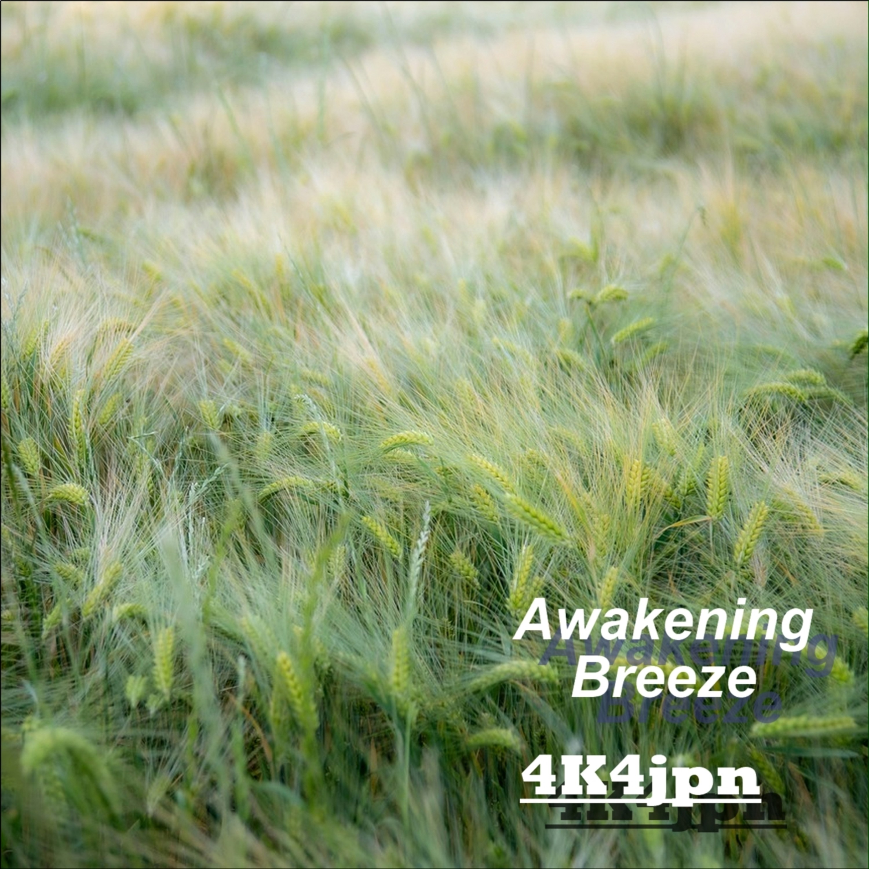 ジャケット写真