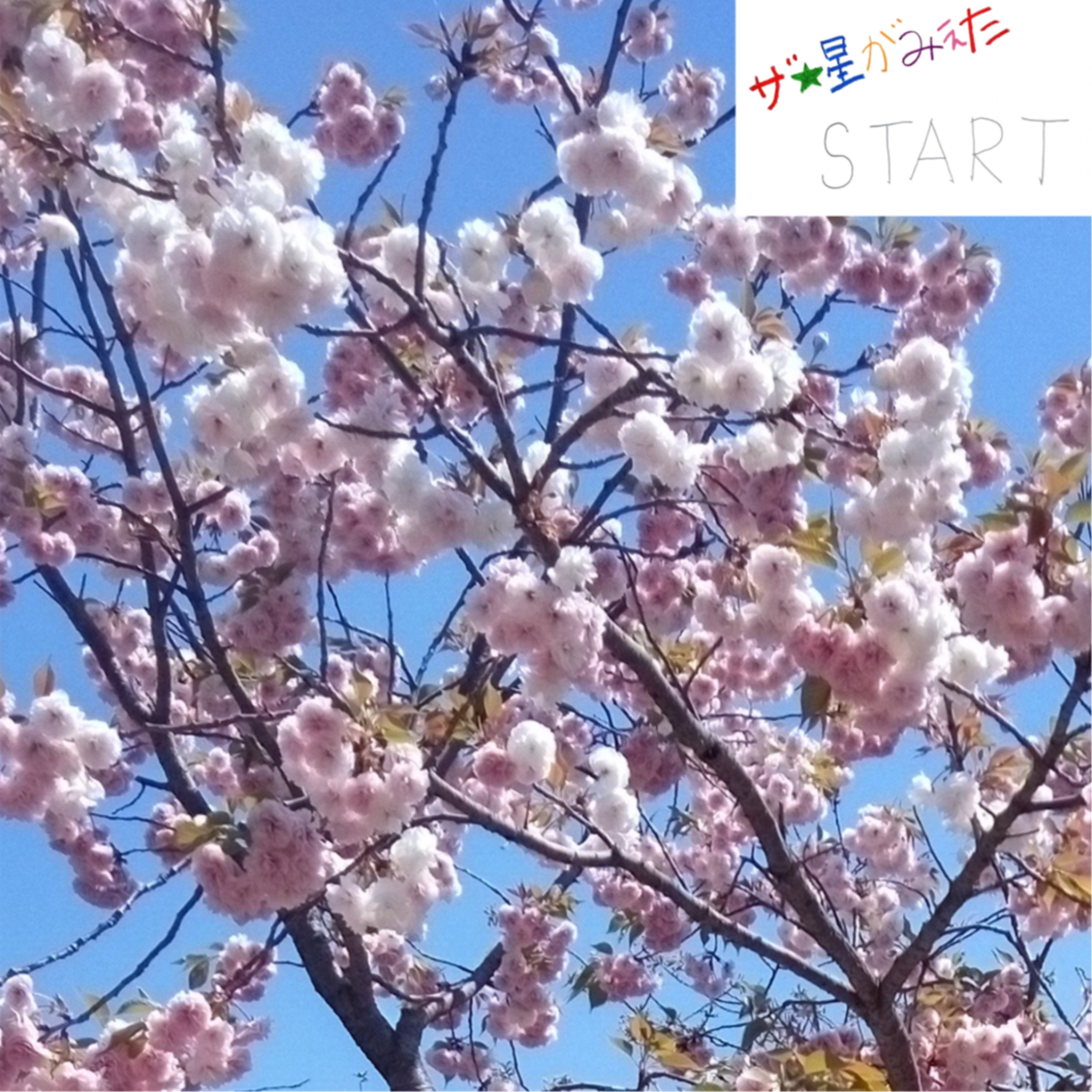 ジャケット写真