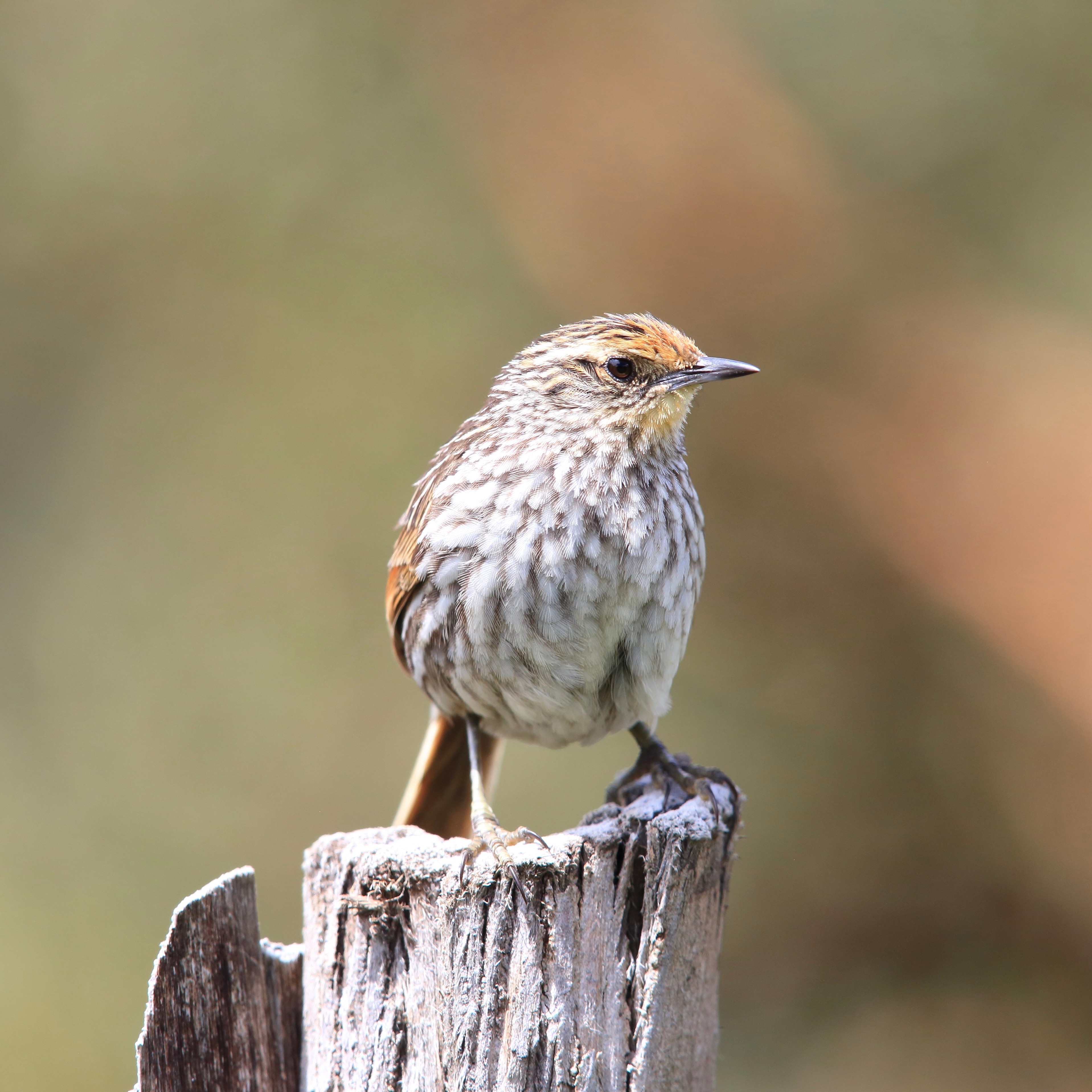 ジャケット写真