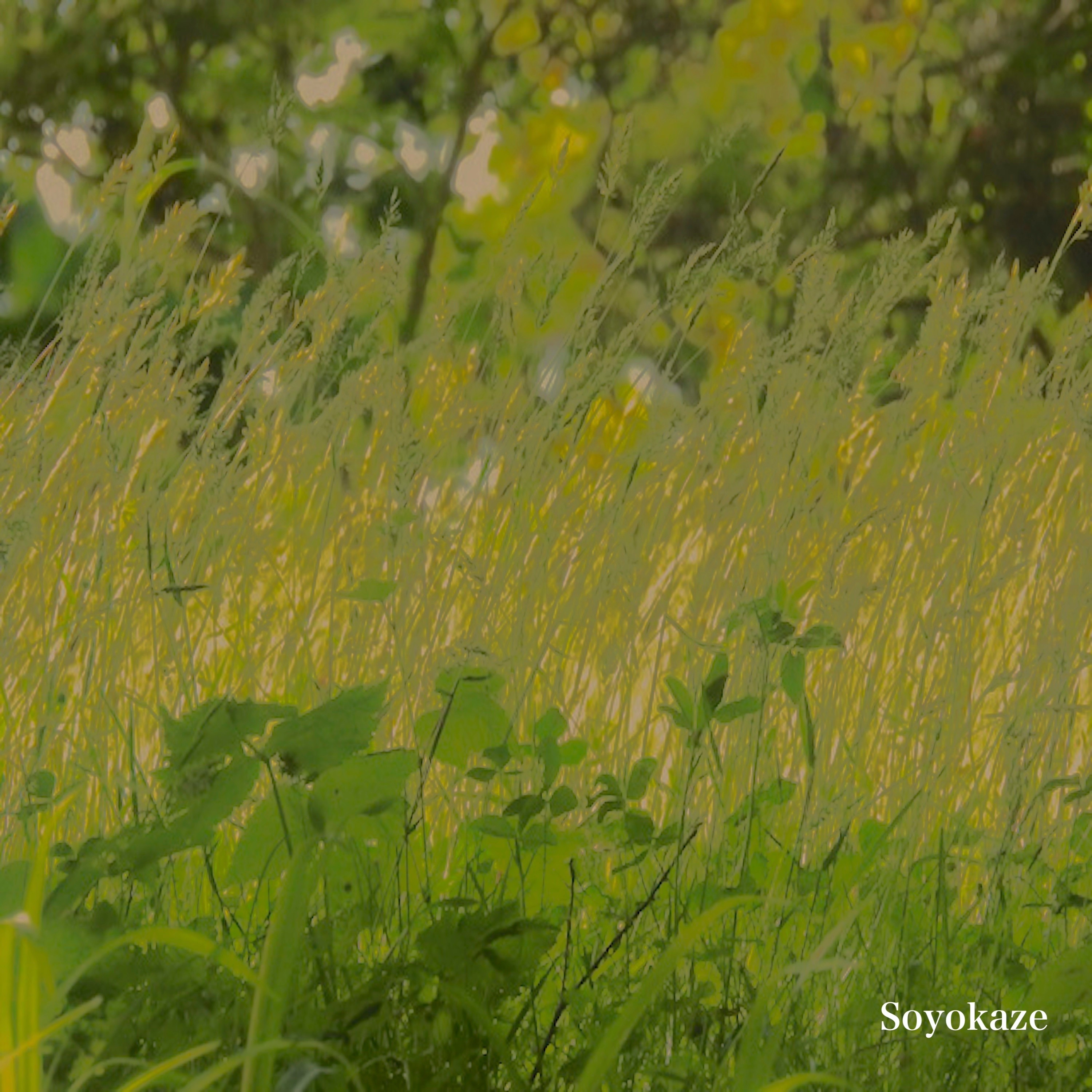 ジャケット写真