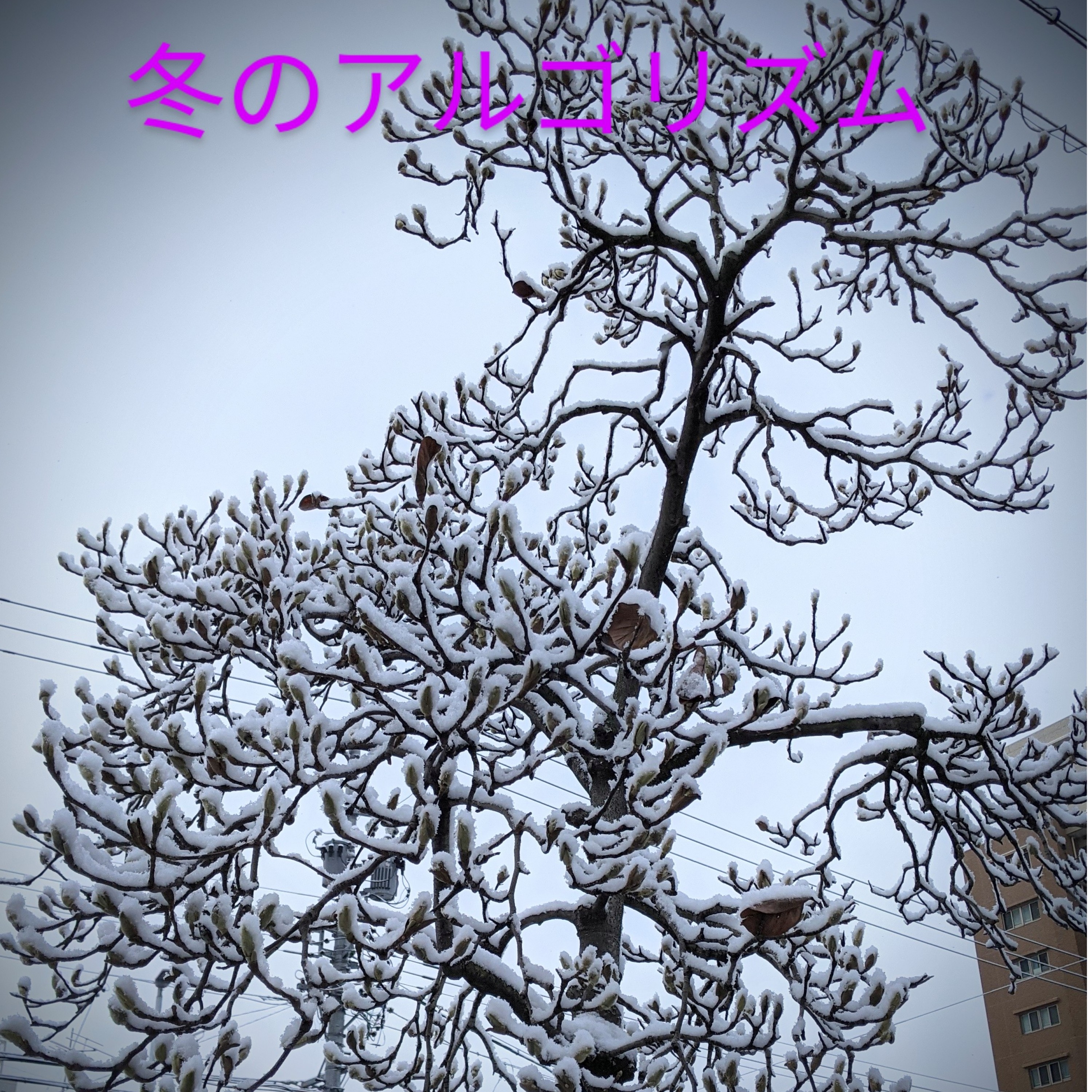 ジャケット写真