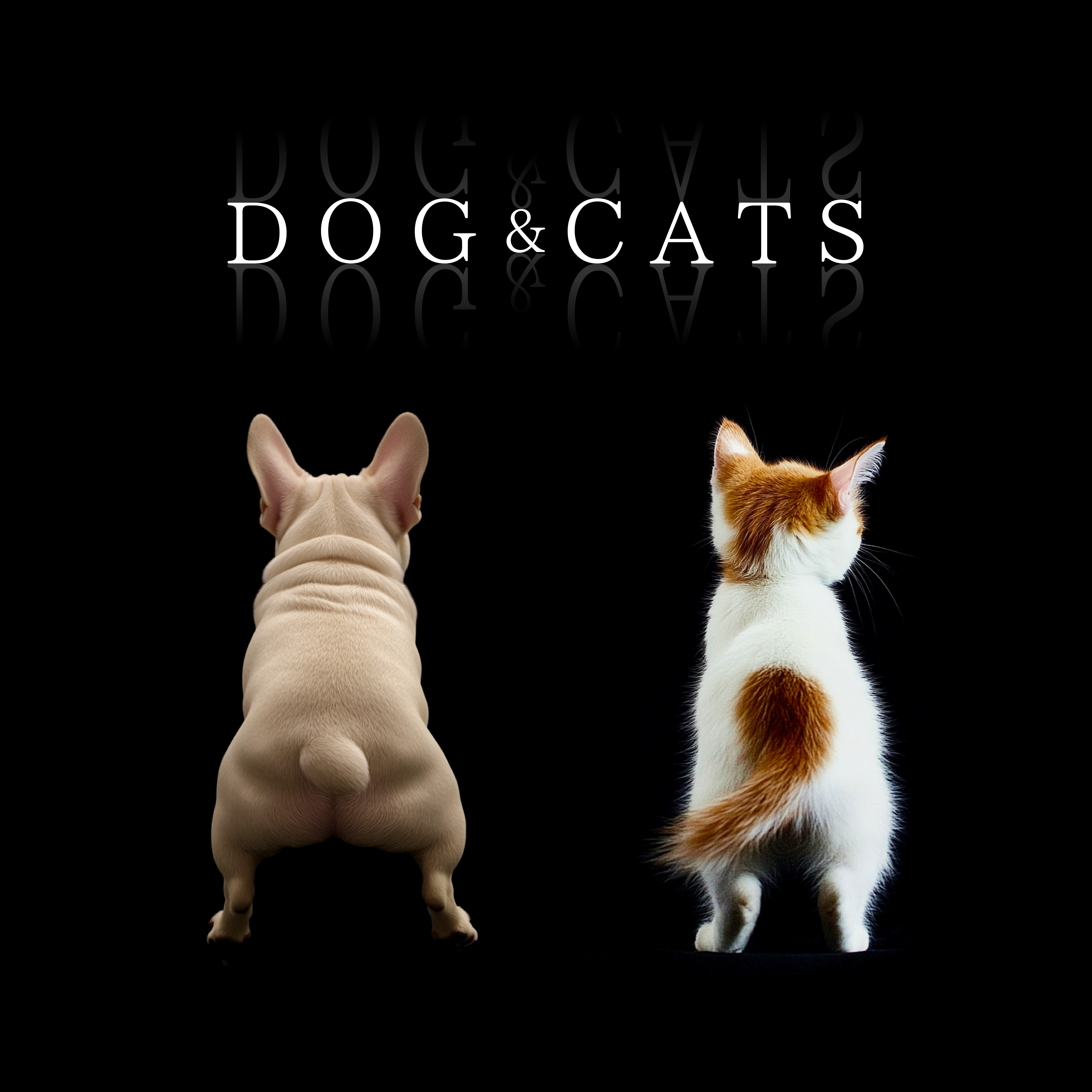 ジャケット写真