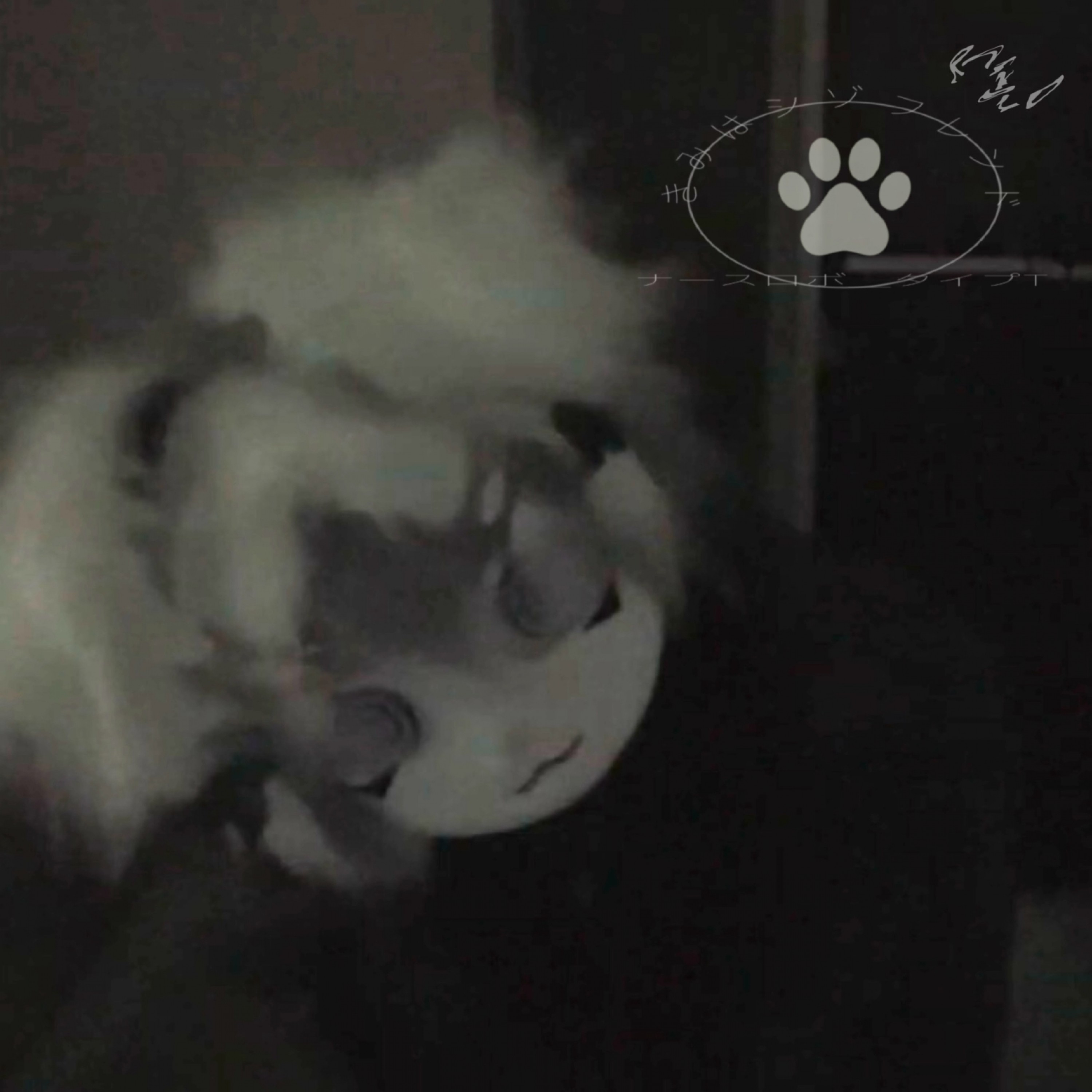 ジャケット写真