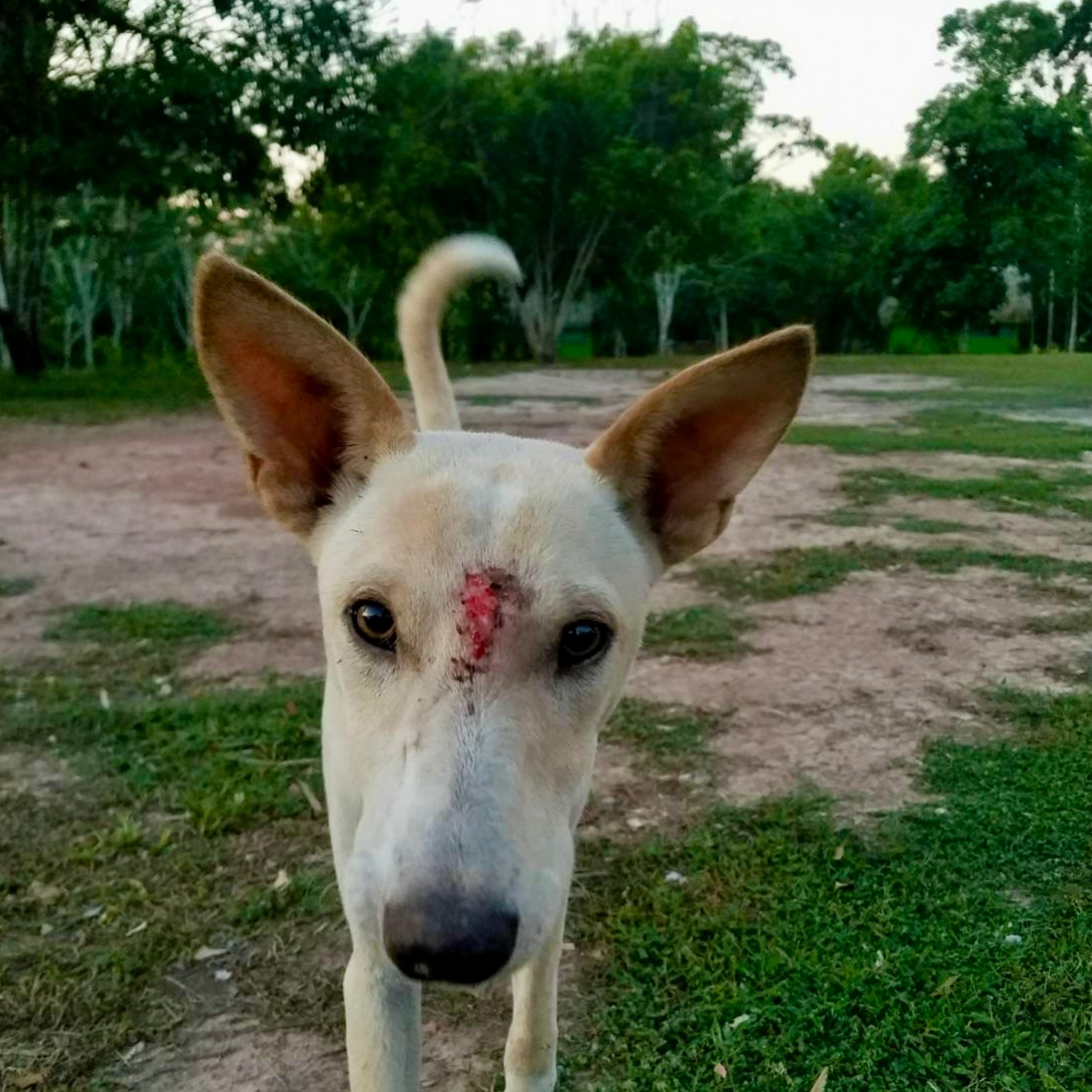 ジャケット写真