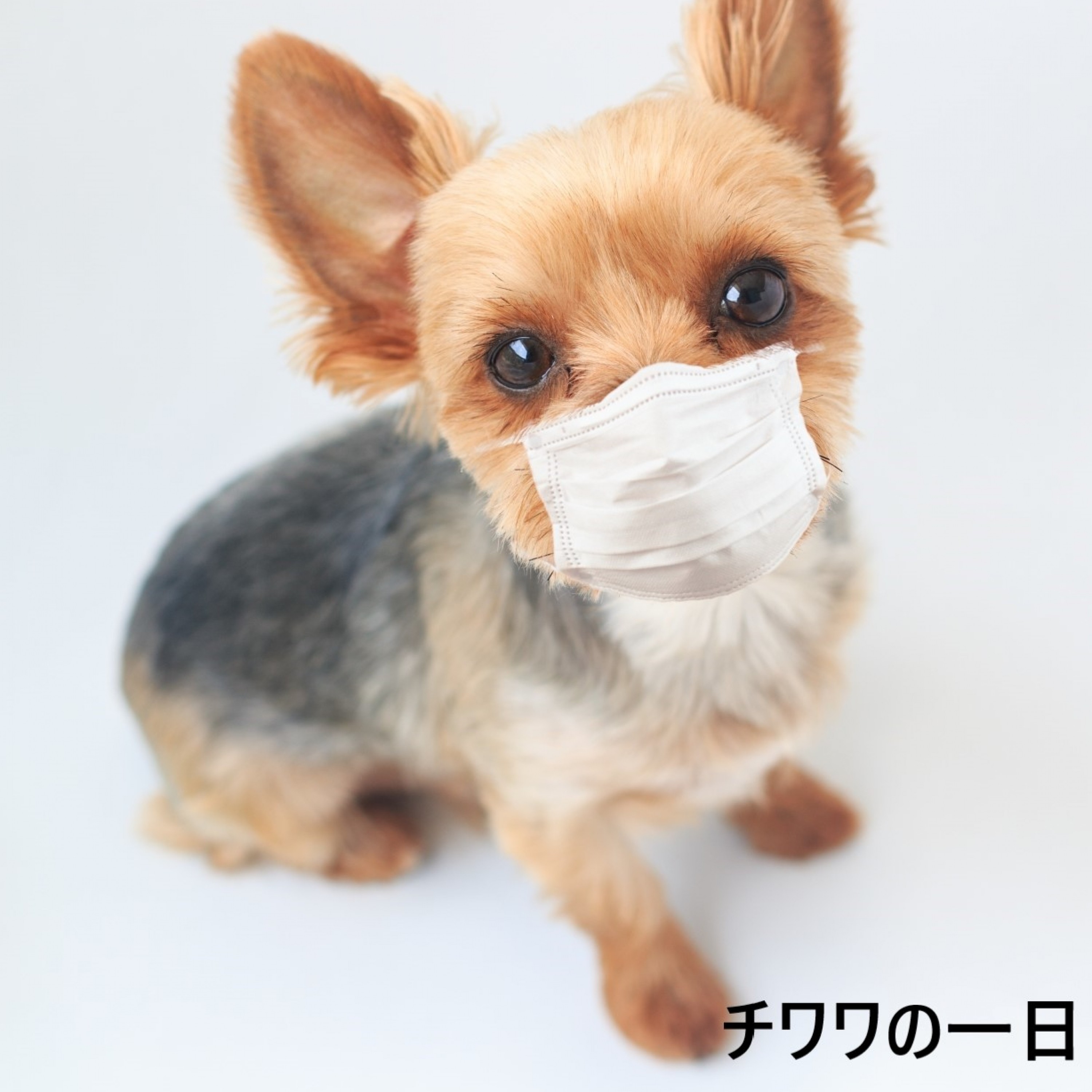 ジャケット写真