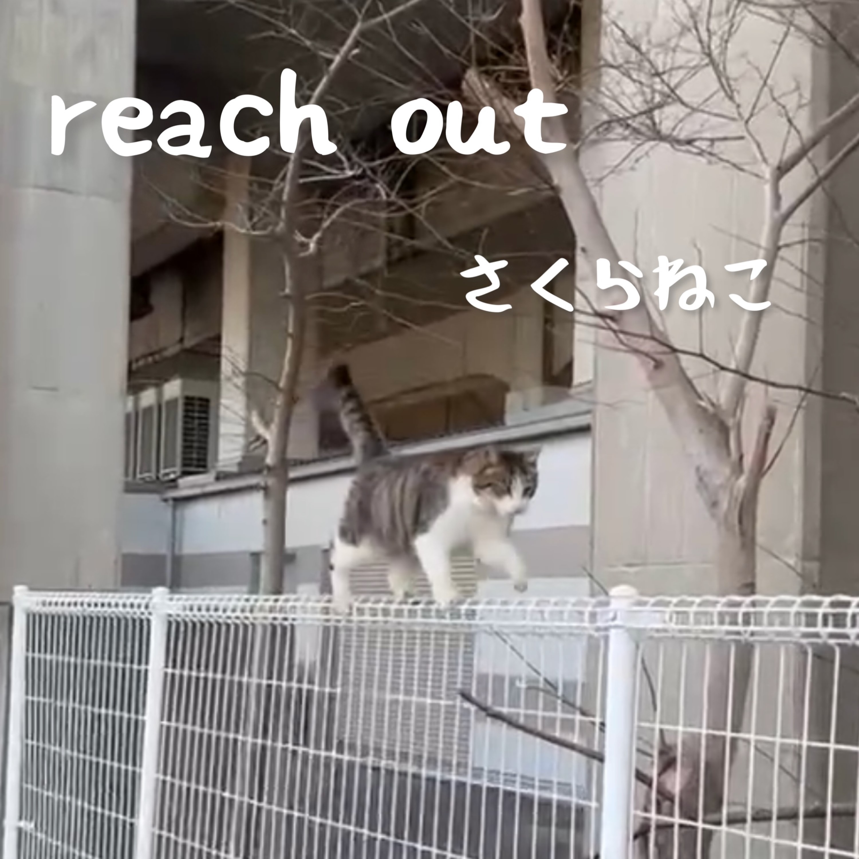 ジャケット写真