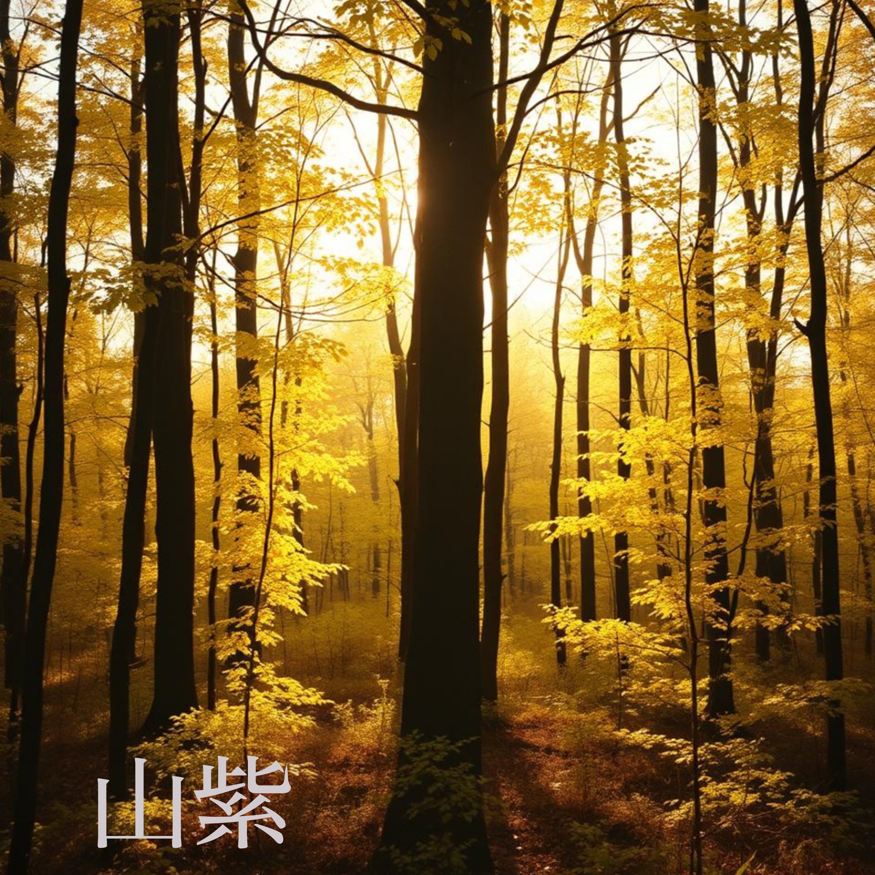 ジャケット写真