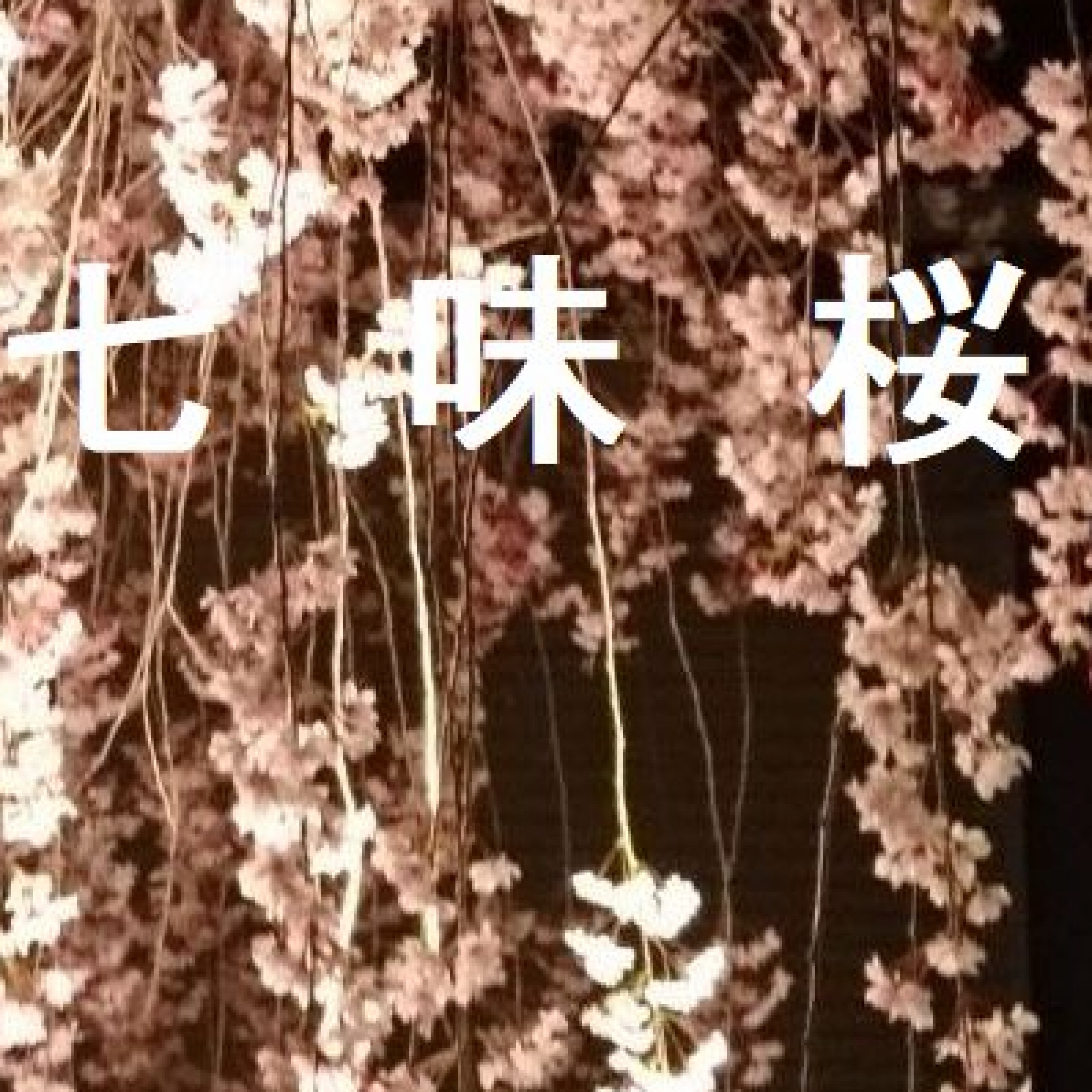 ジャケット写真