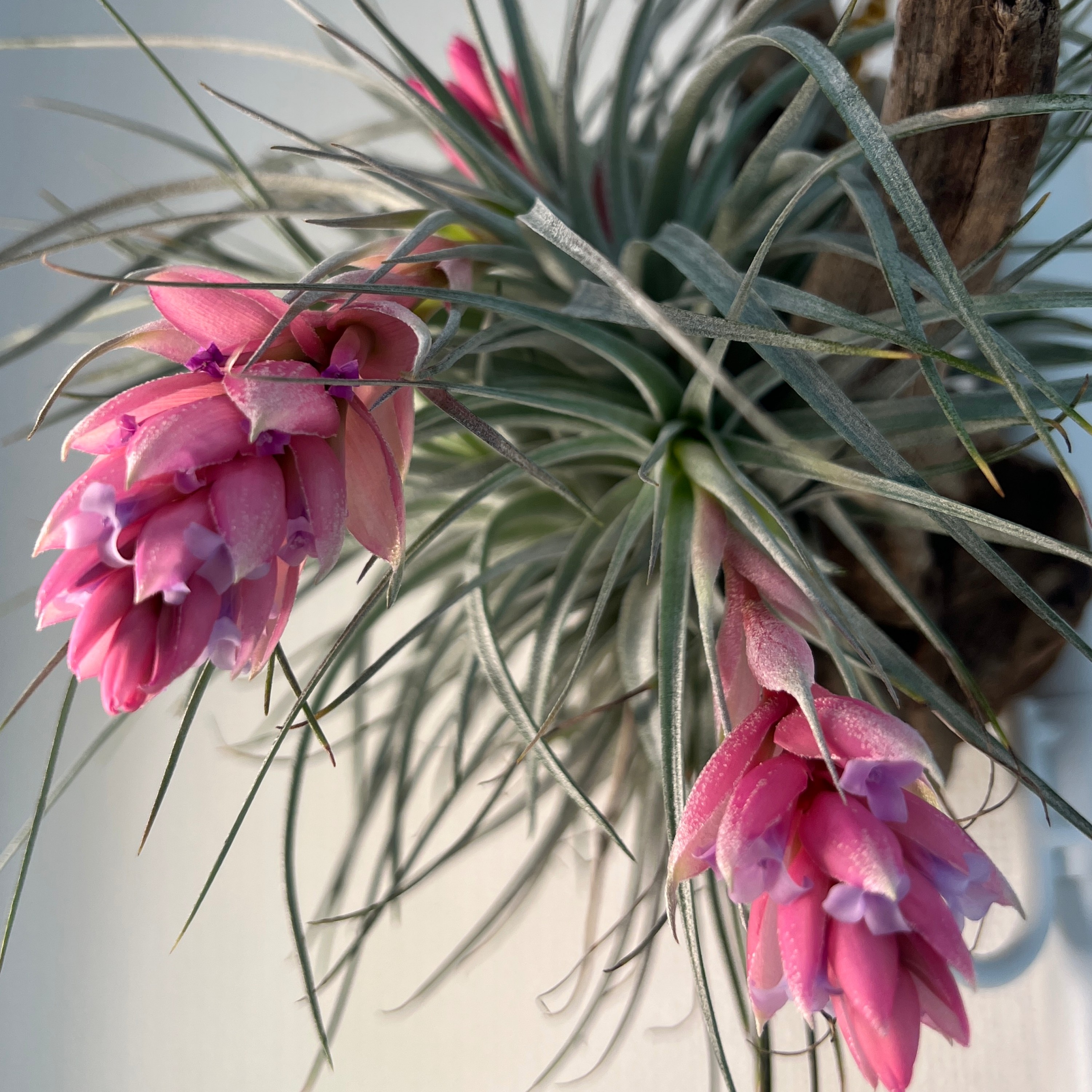 ジャケット写真