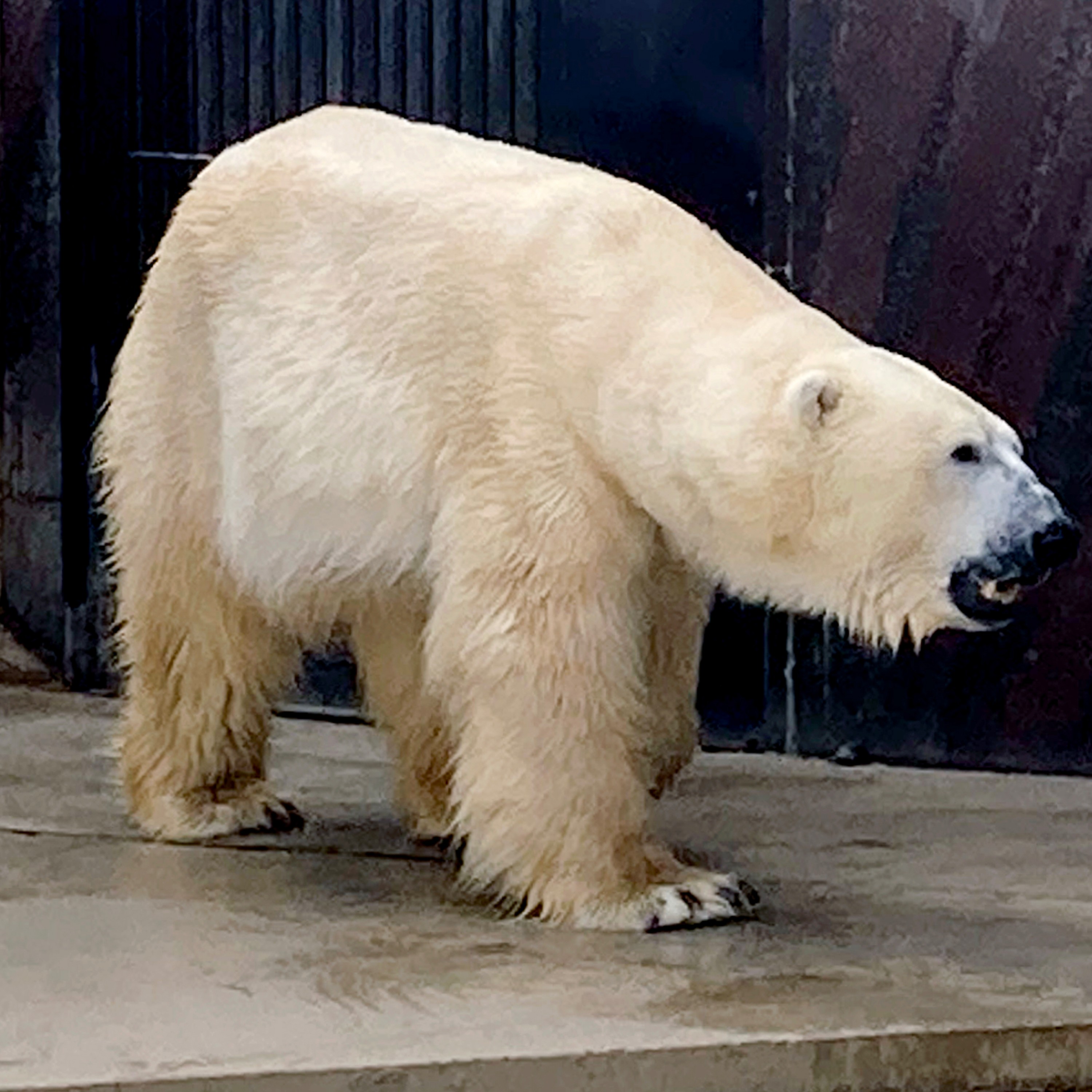 ジャケット写真