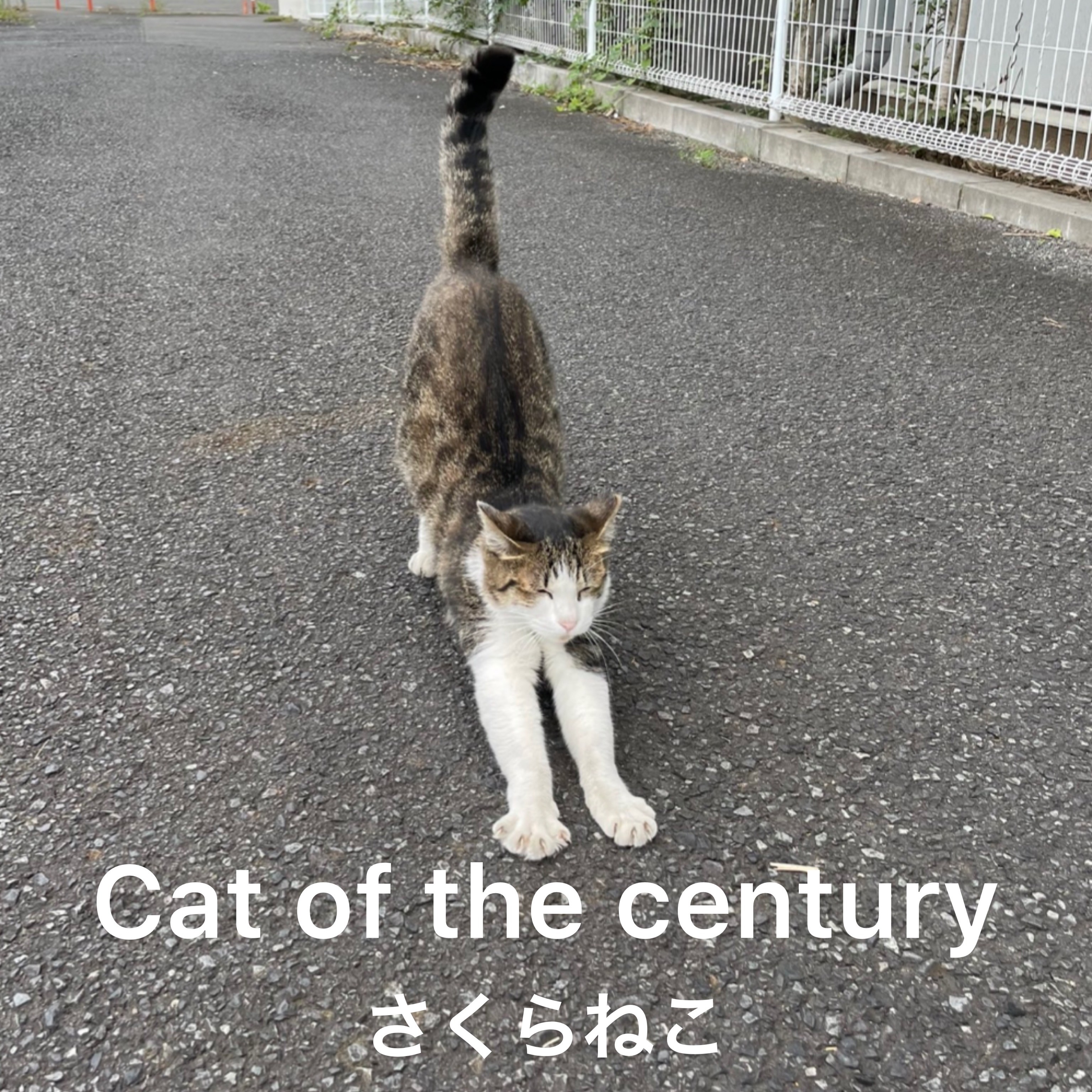 ジャケット写真