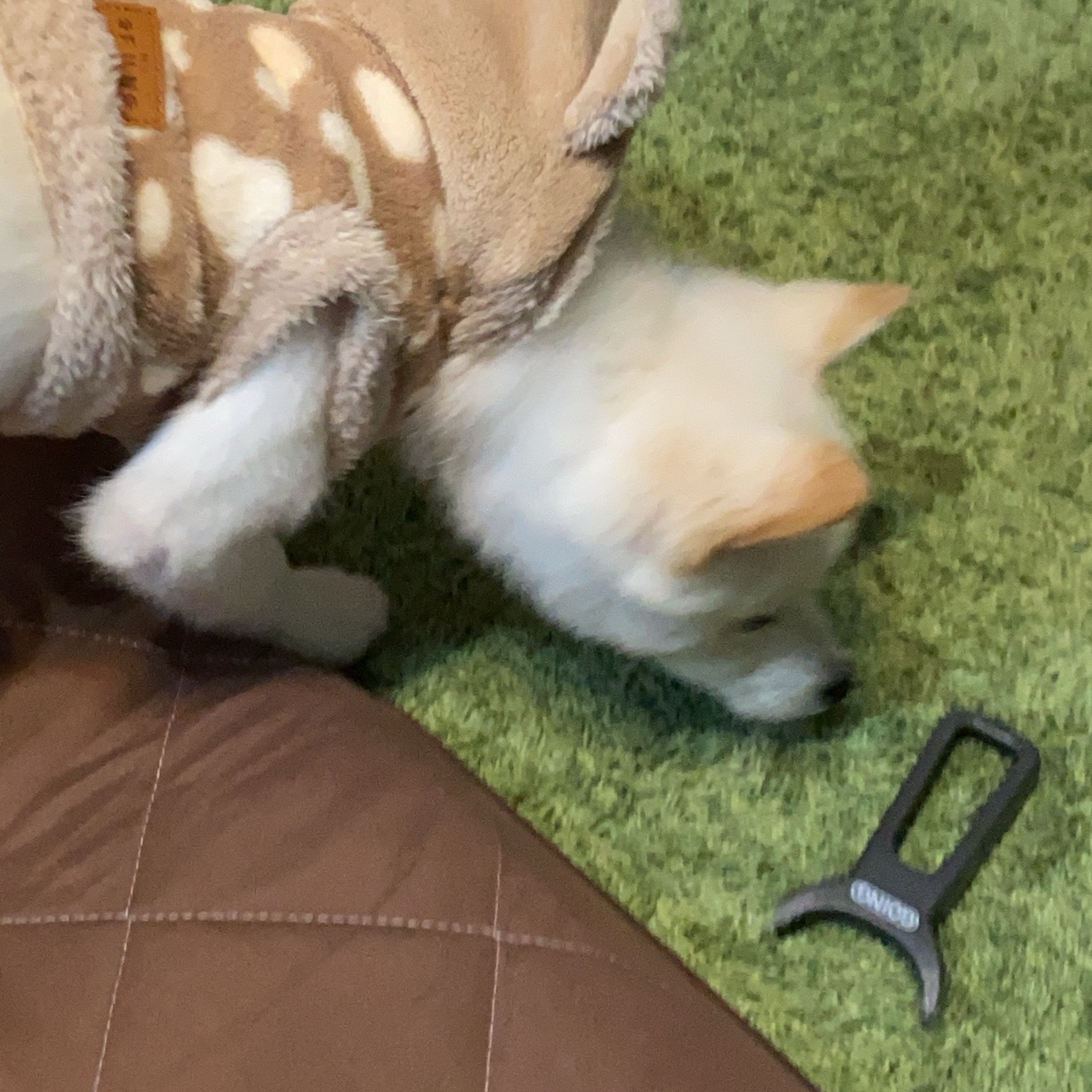 ジャケット写真