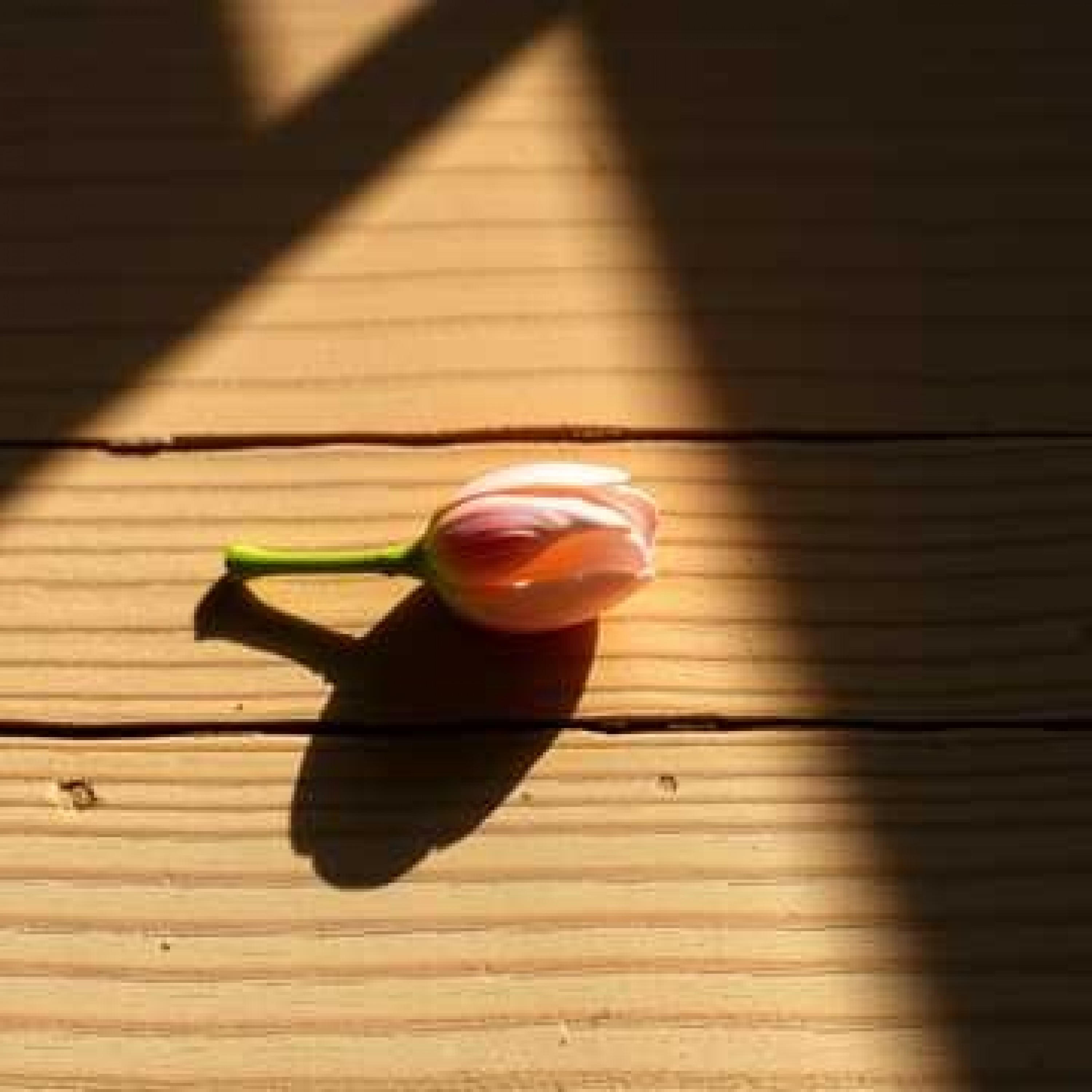 ジャケット写真