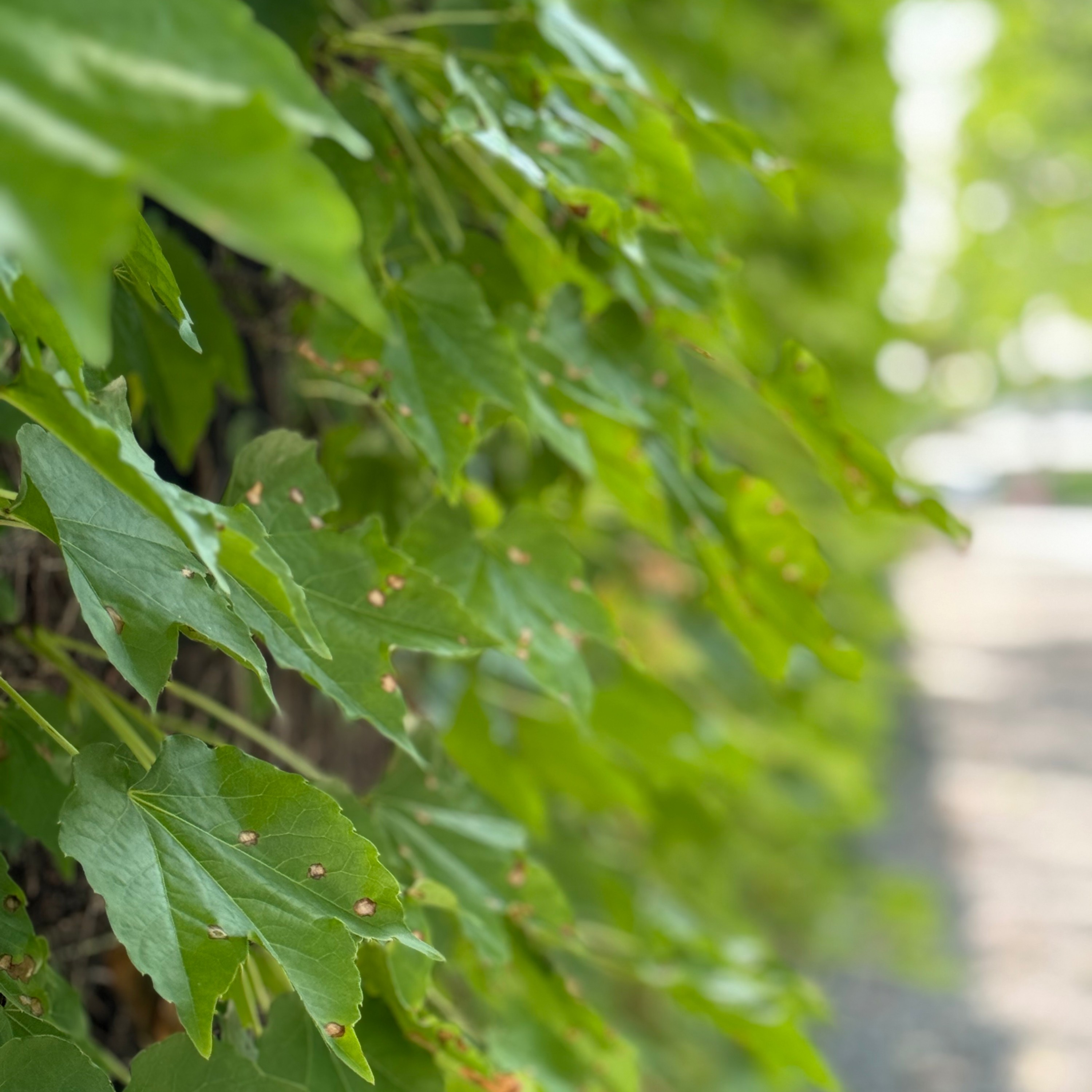 ジャケット写真