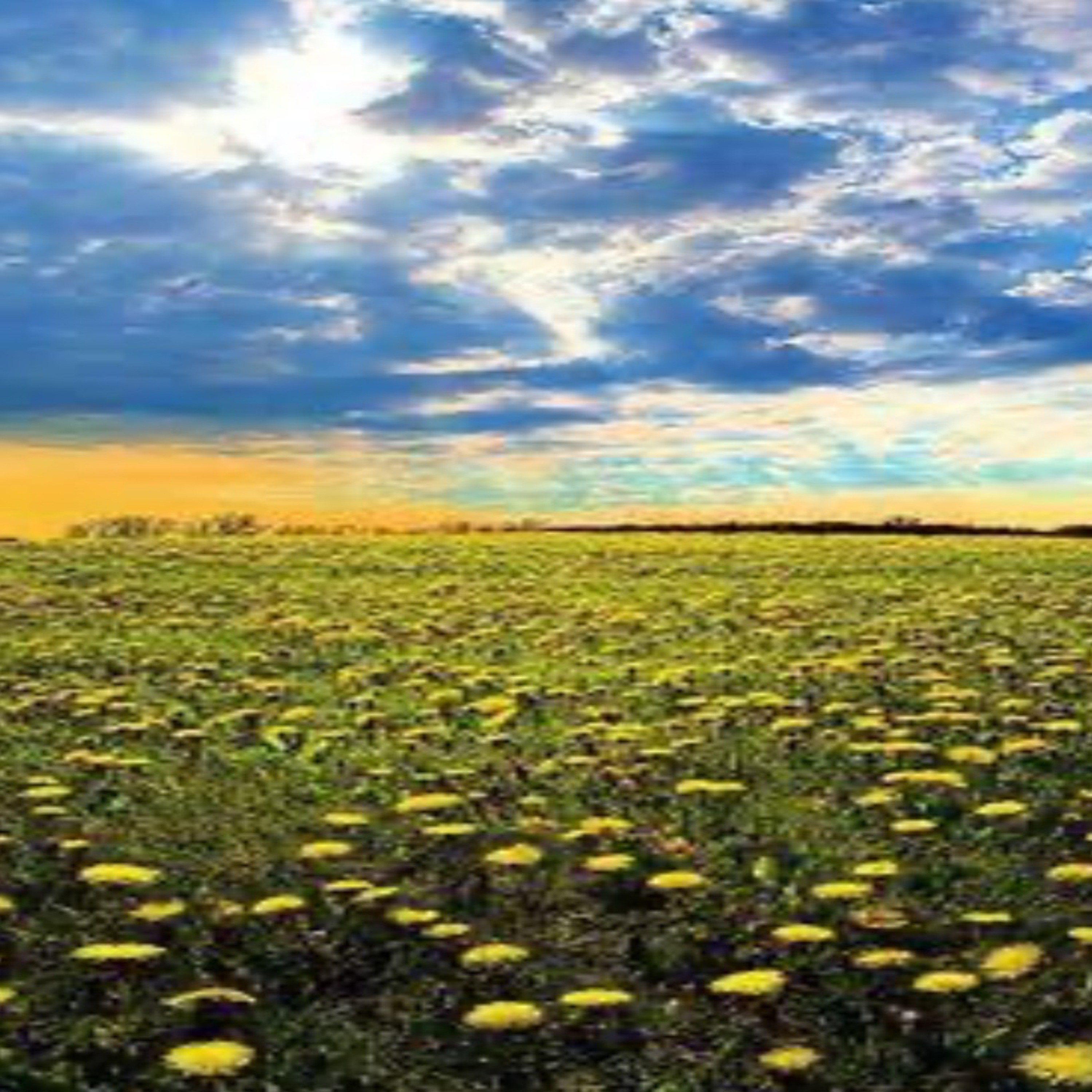 ジャケット写真
