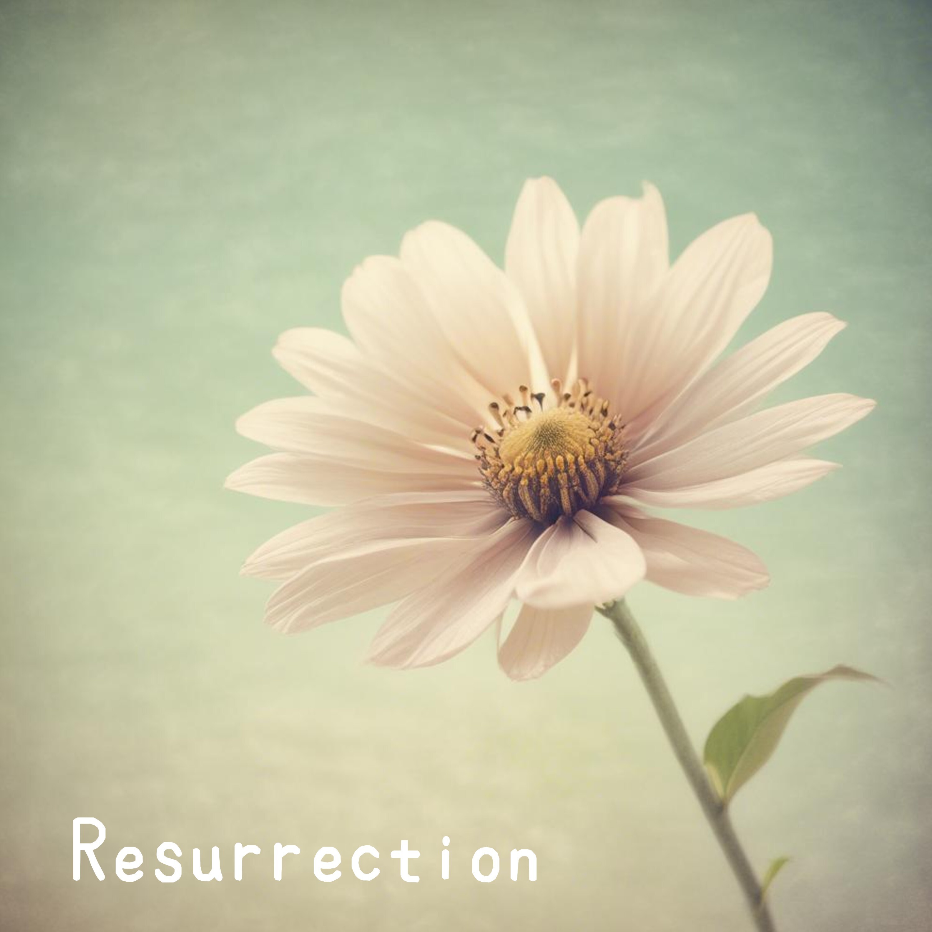 ジャケット写真