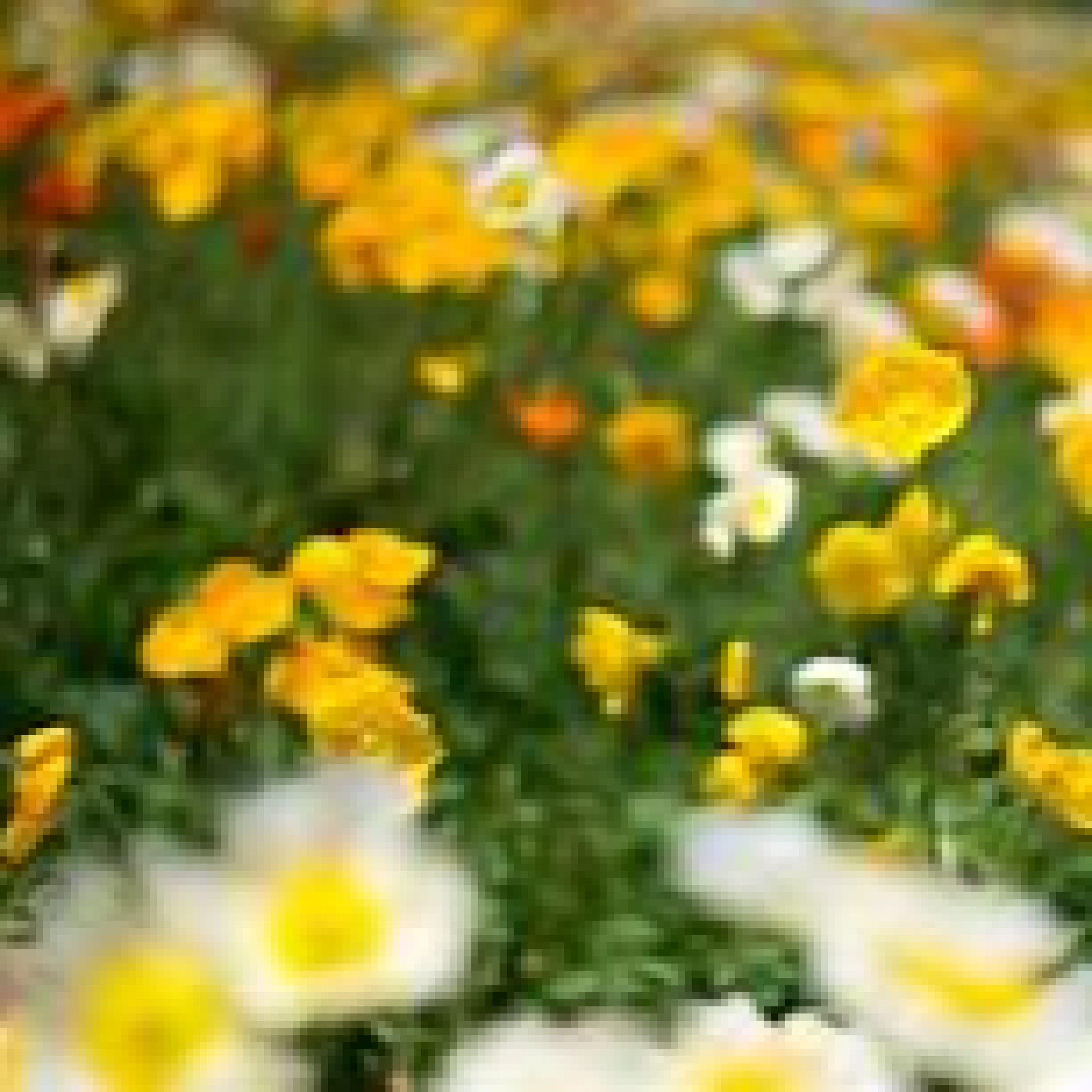 ジャケット写真