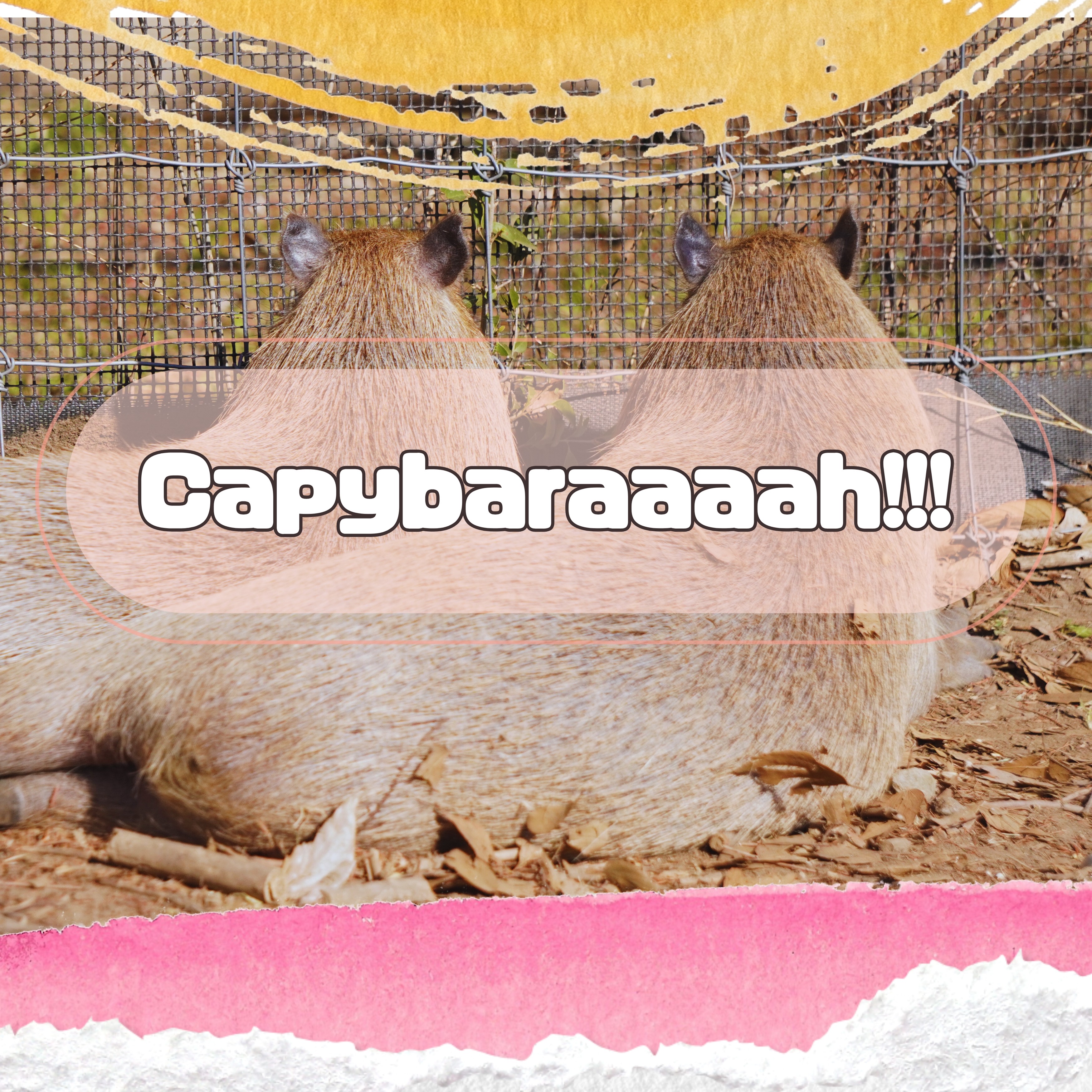 ジャケット写真