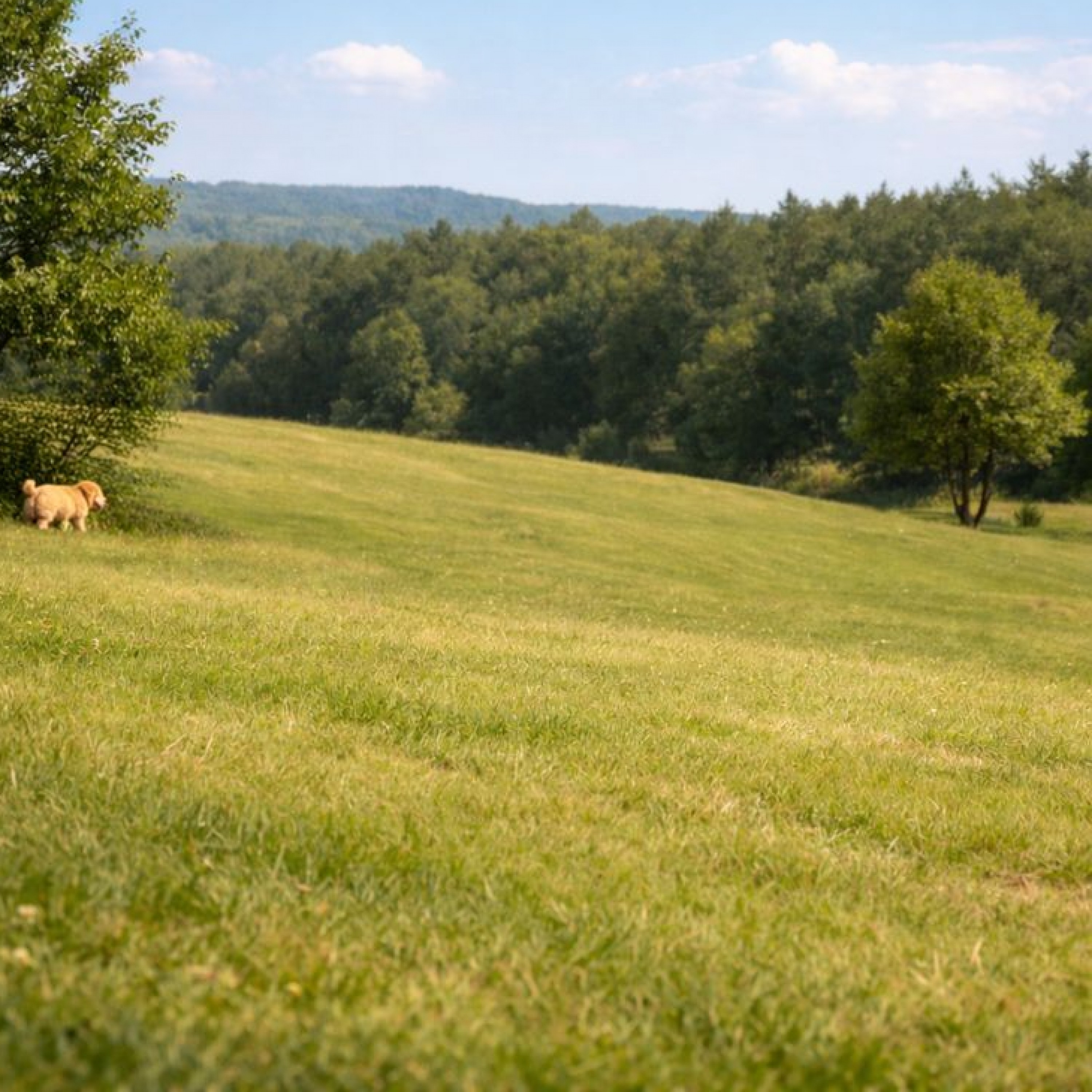 ジャケット写真