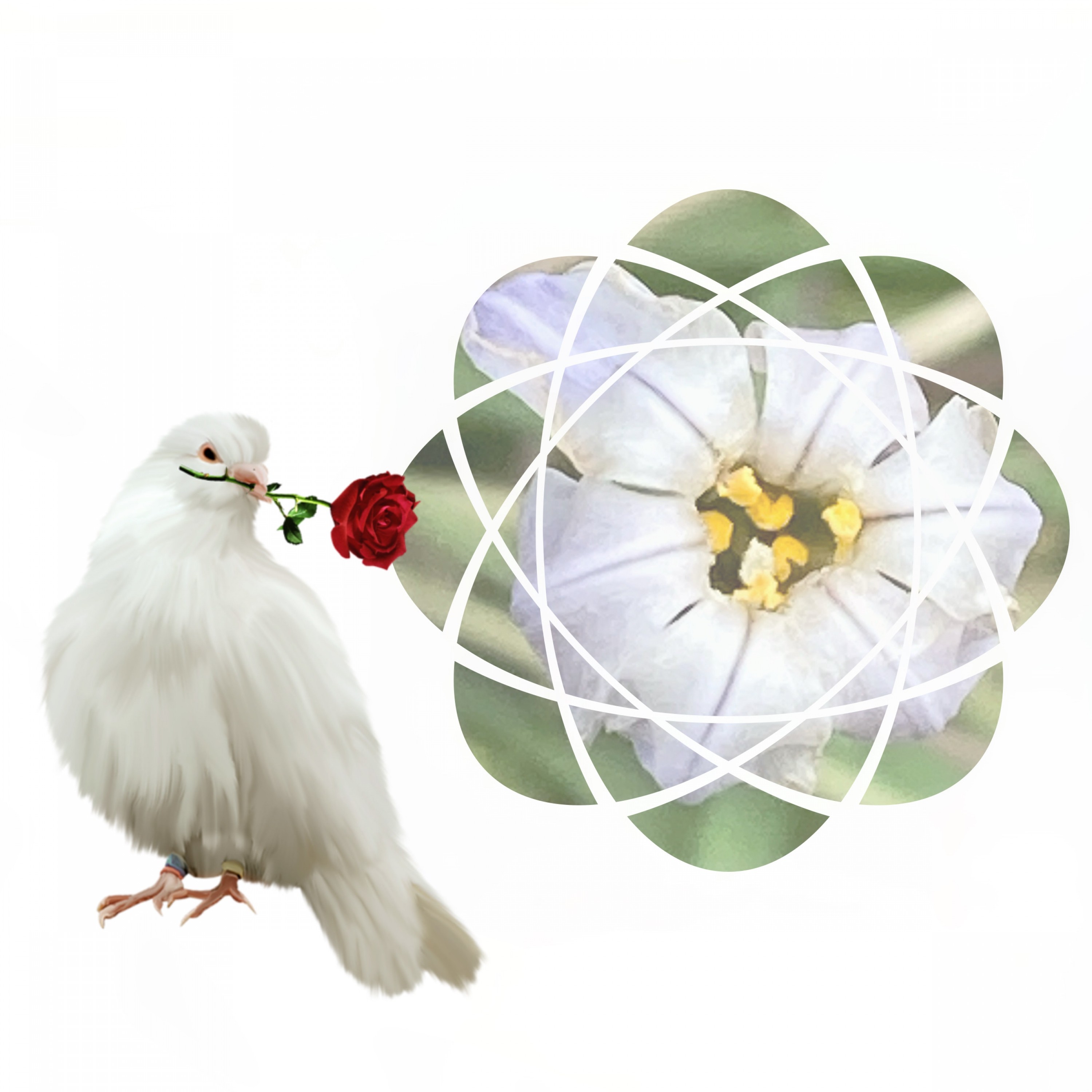 ジャケット写真