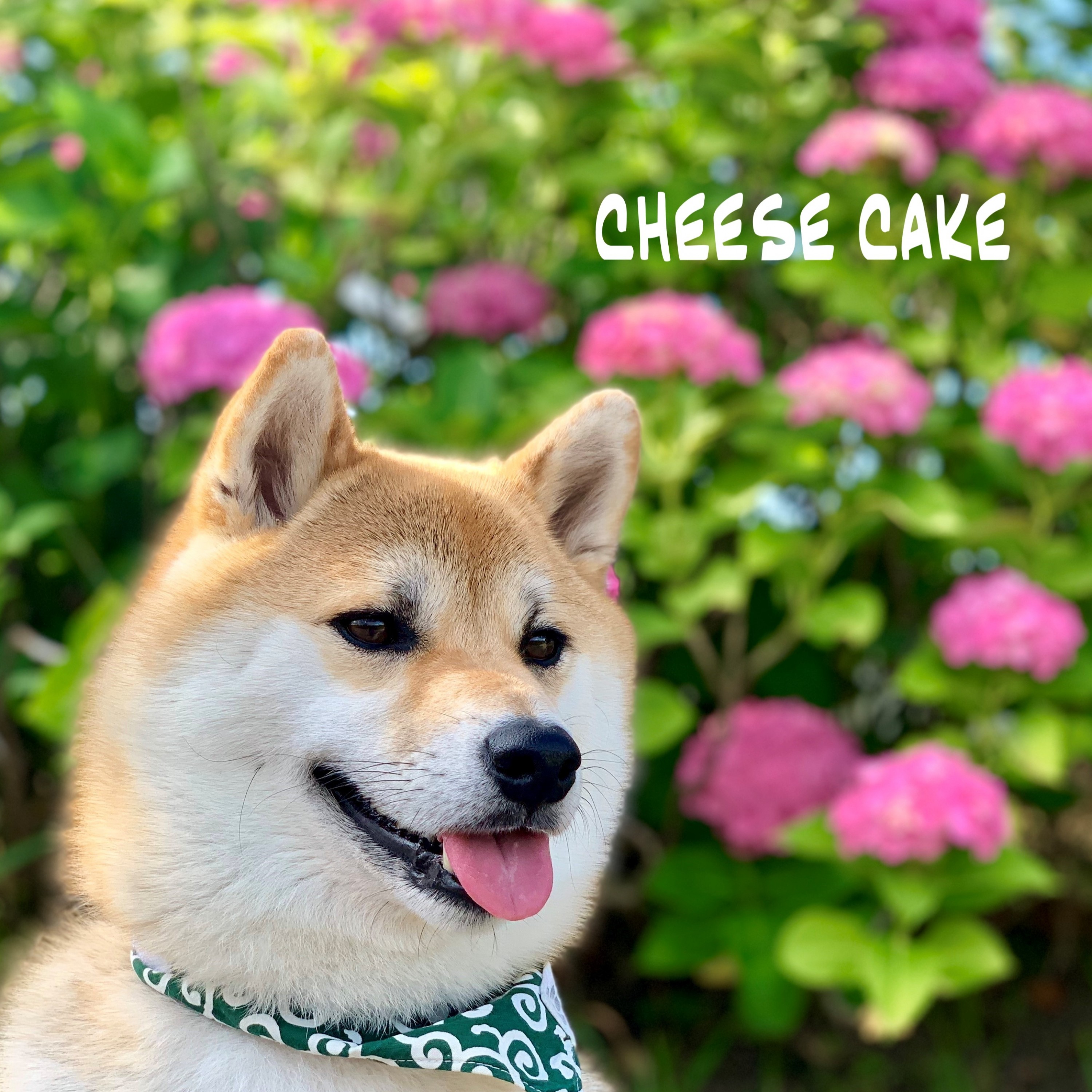 ジャケット写真