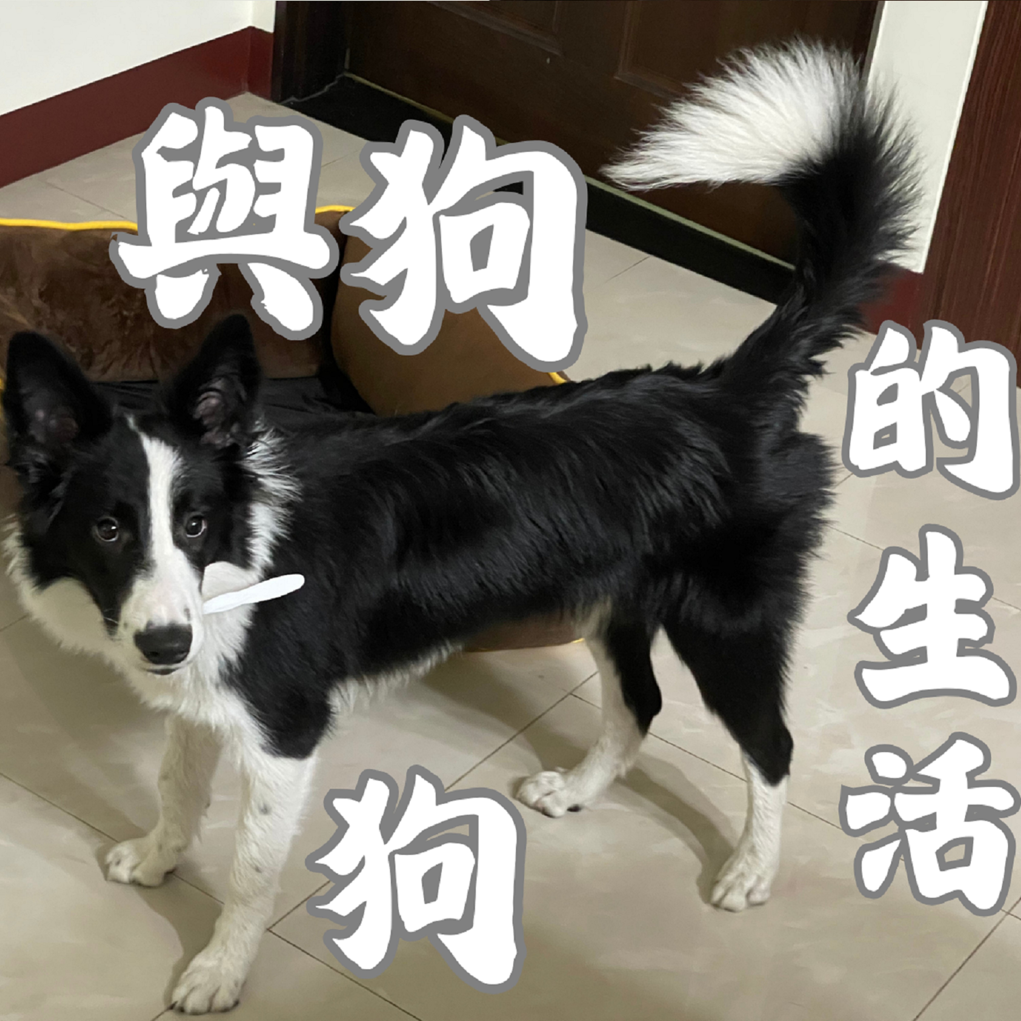 ジャケット写真