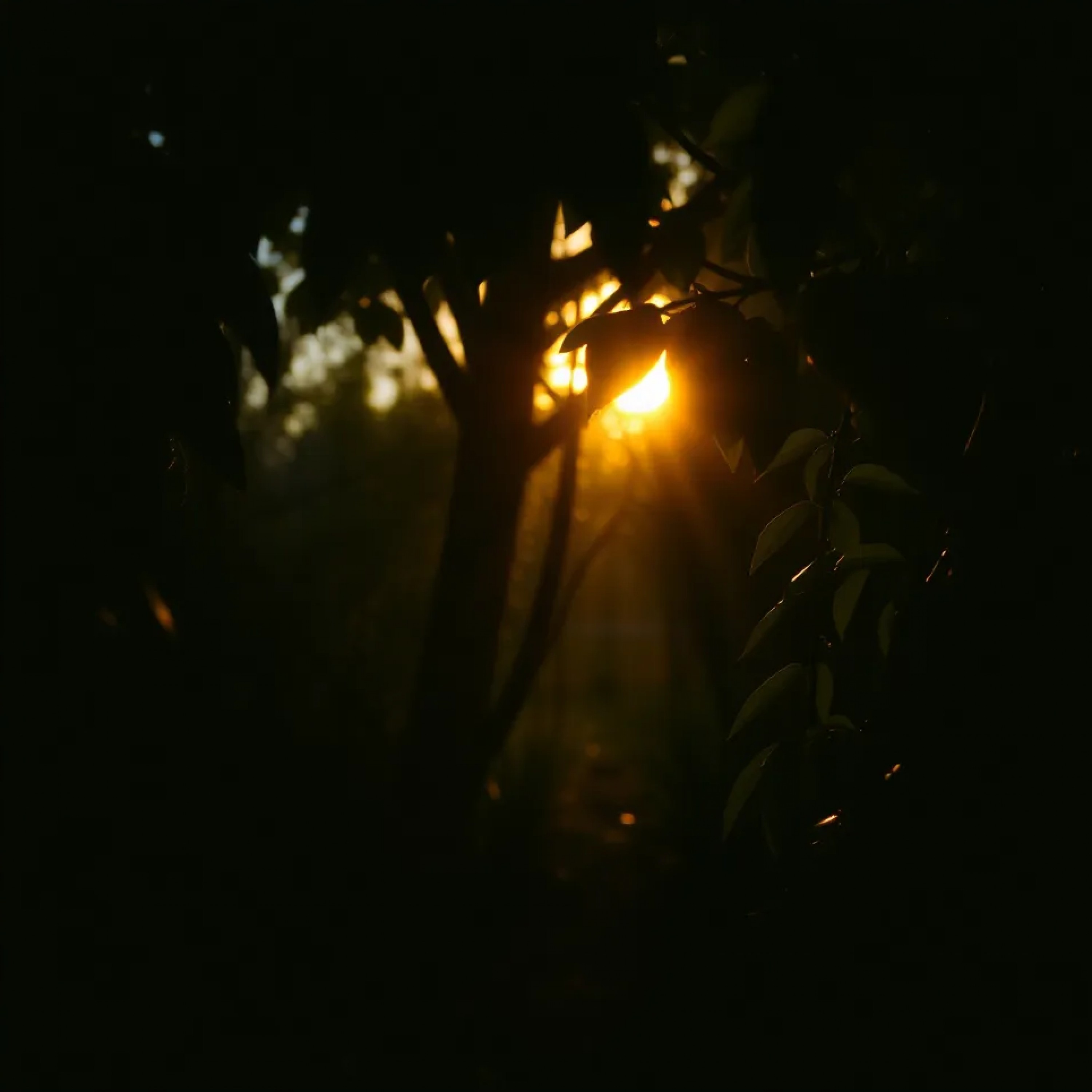 ジャケット写真