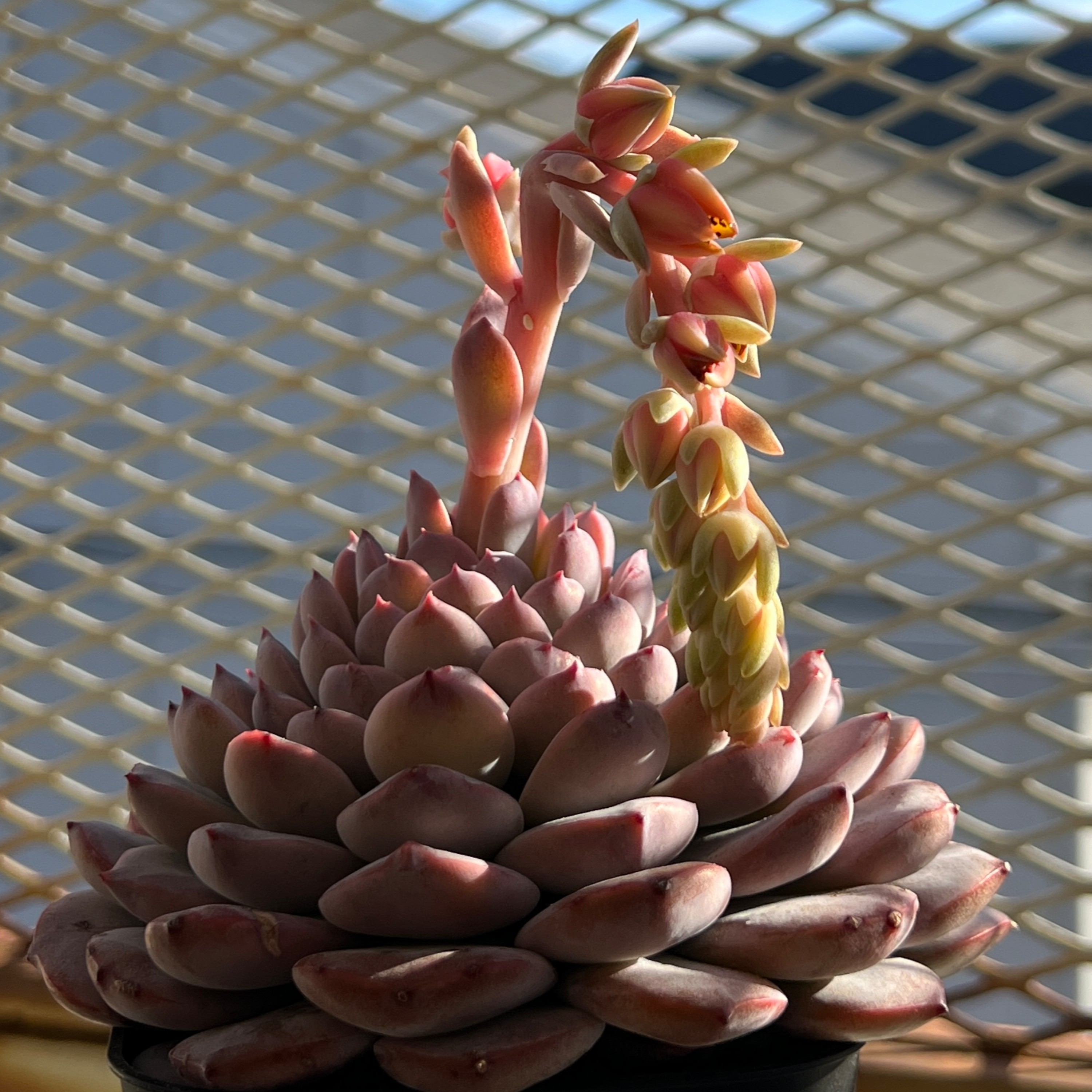 ジャケット写真