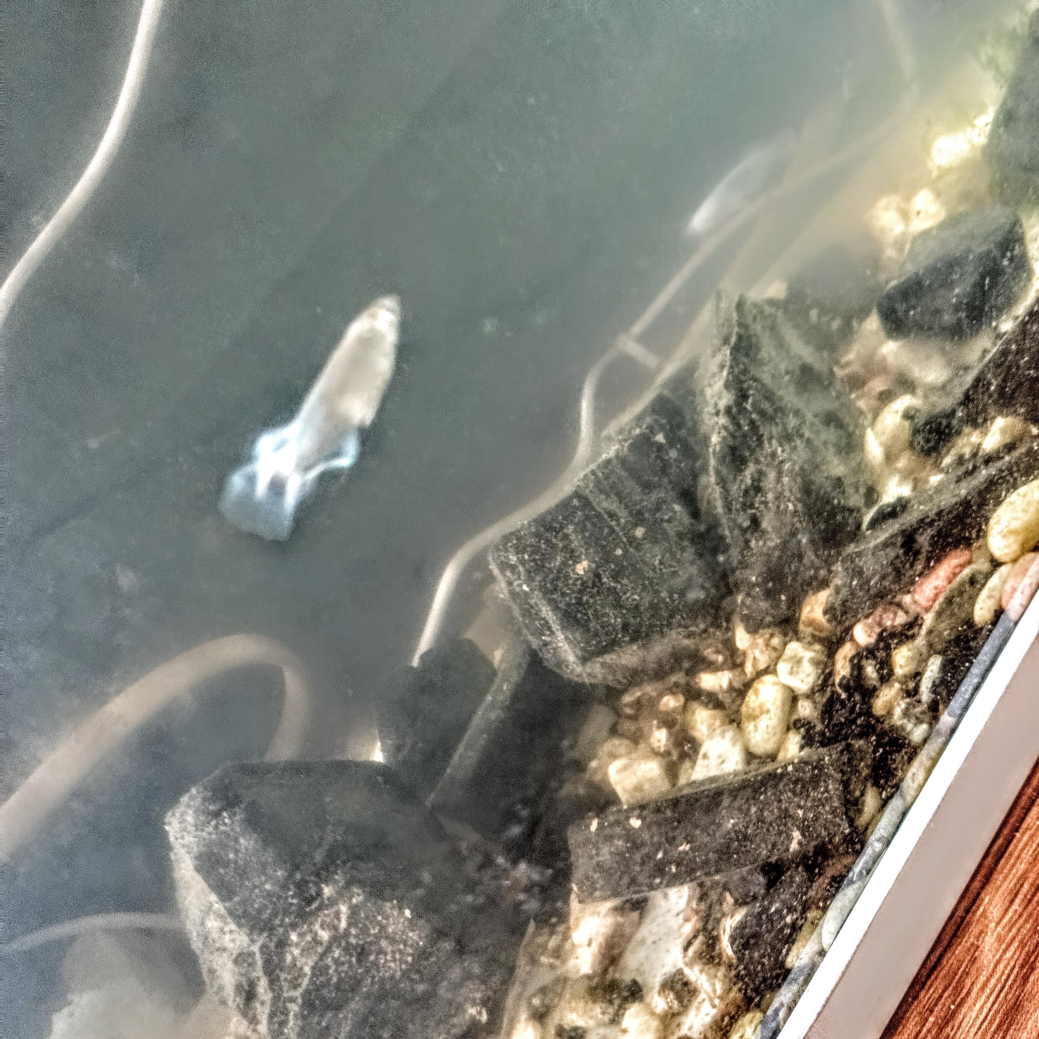 ジャケット写真