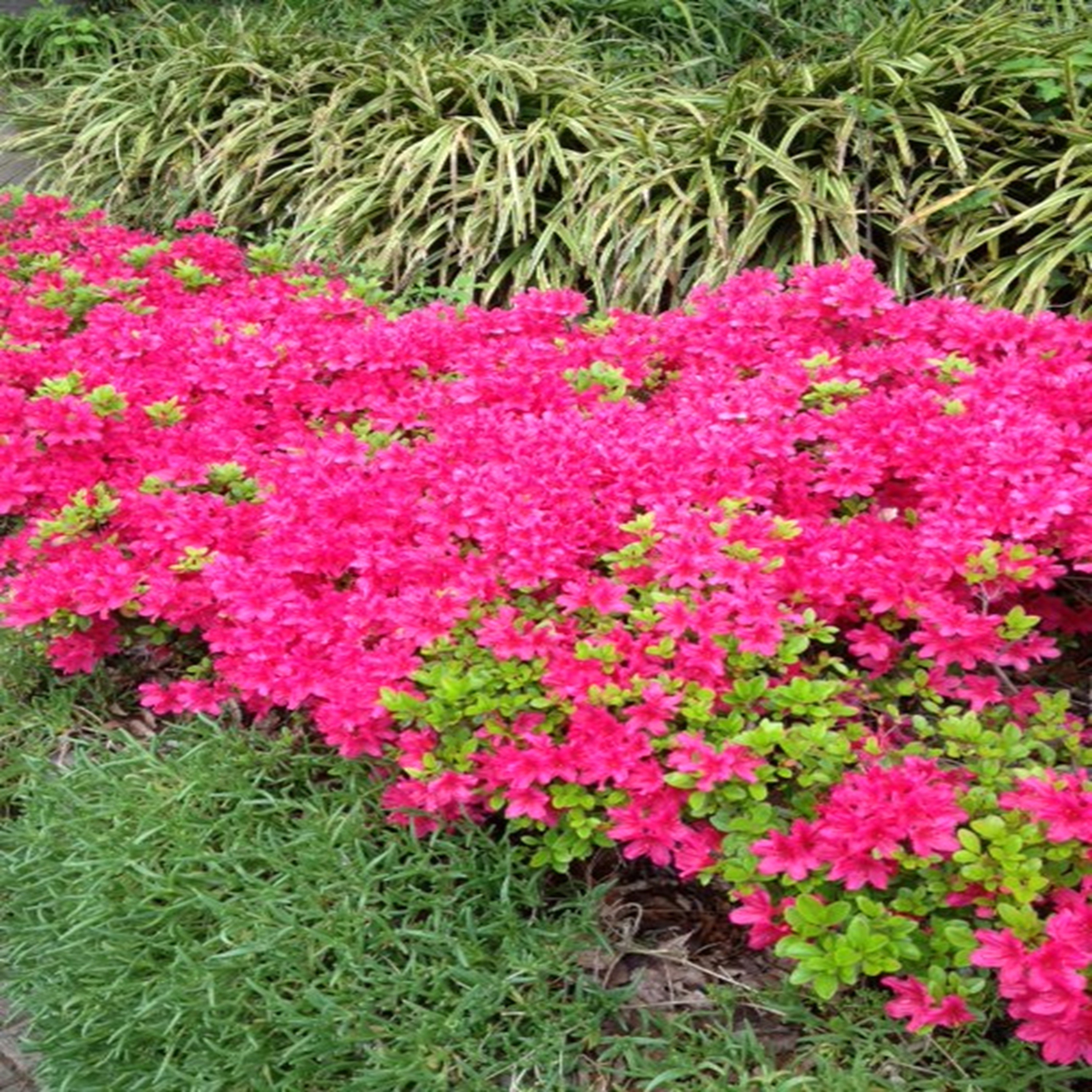 ジャケット写真