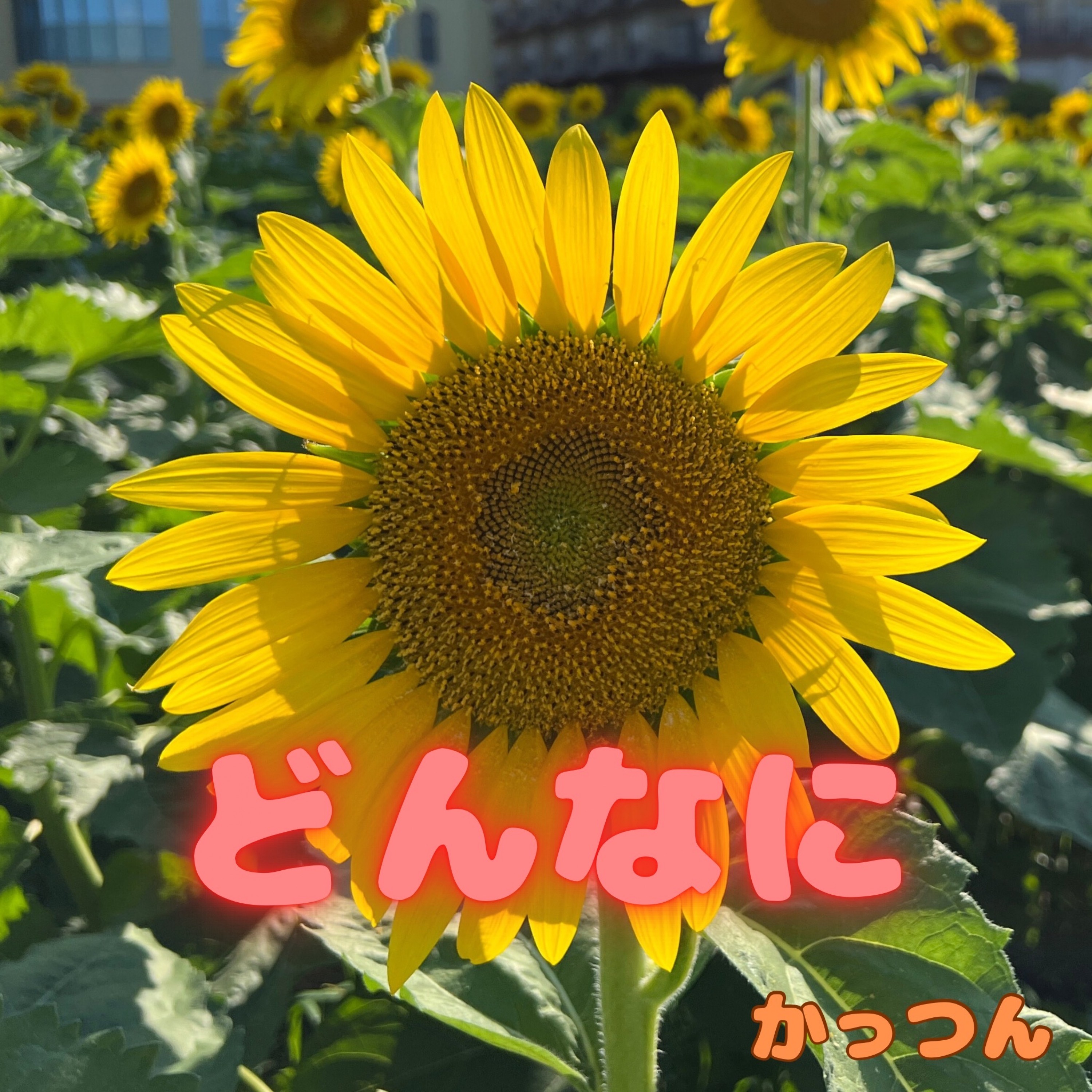 ジャケット写真