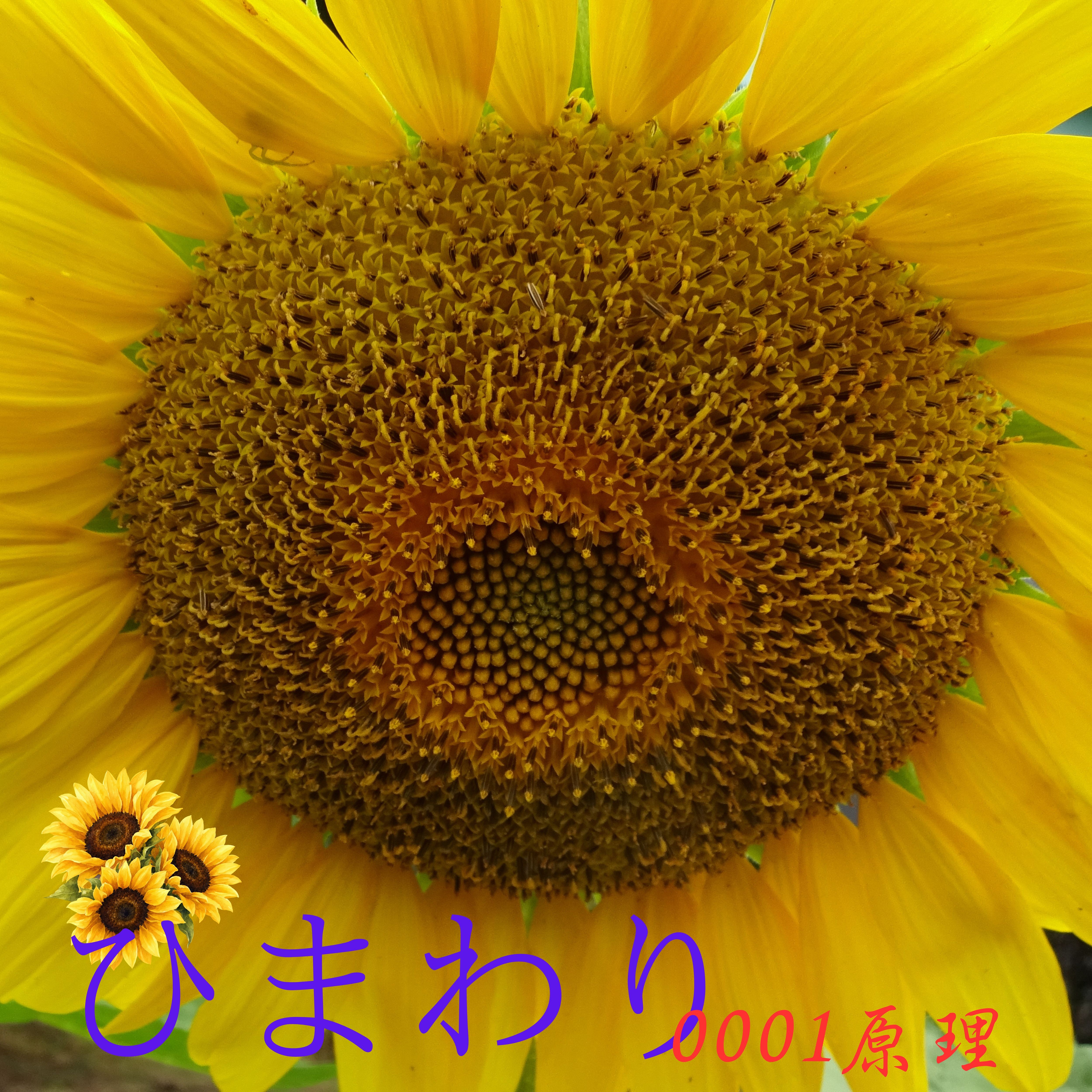 ジャケット写真