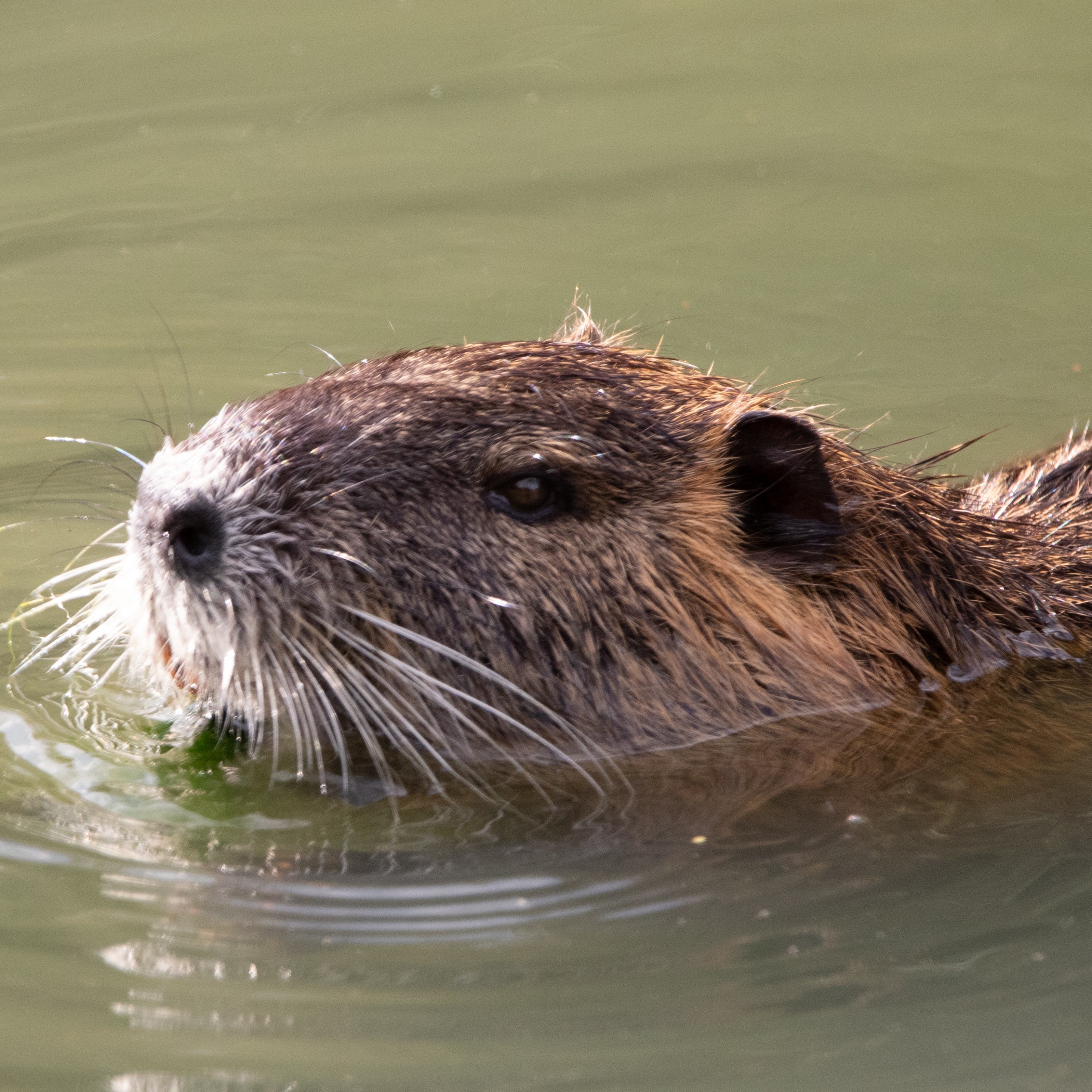 ジャケット写真