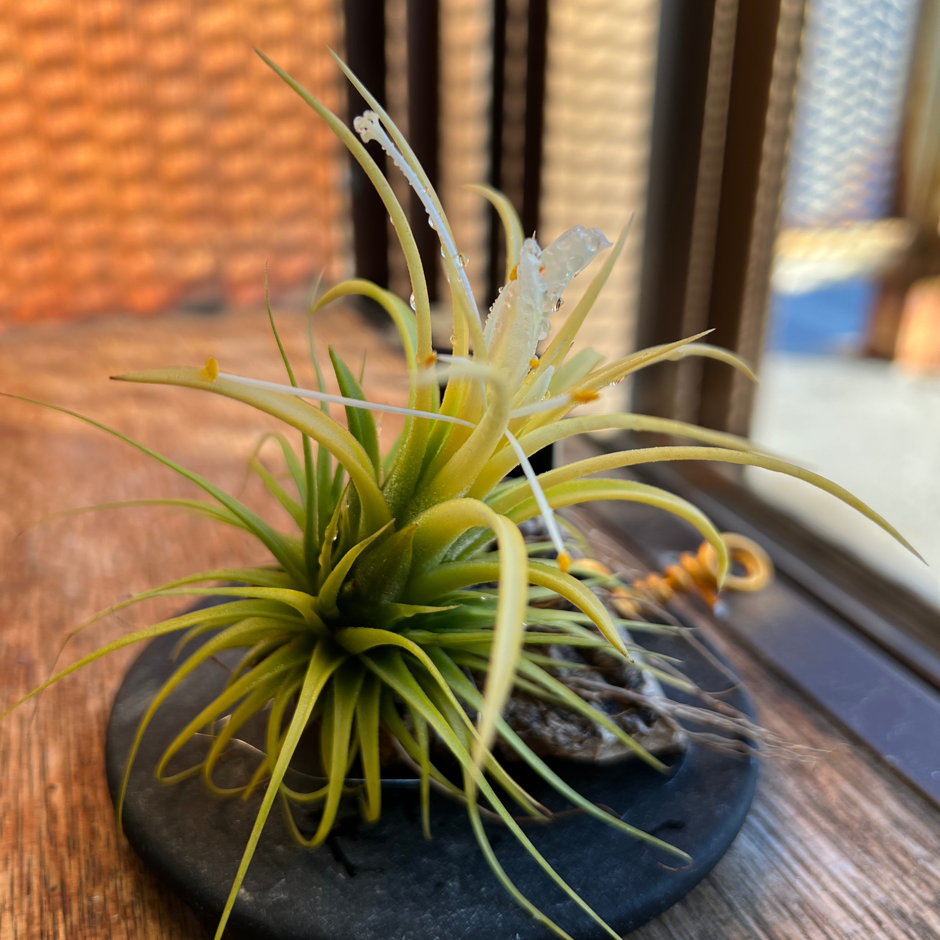 ジャケット写真