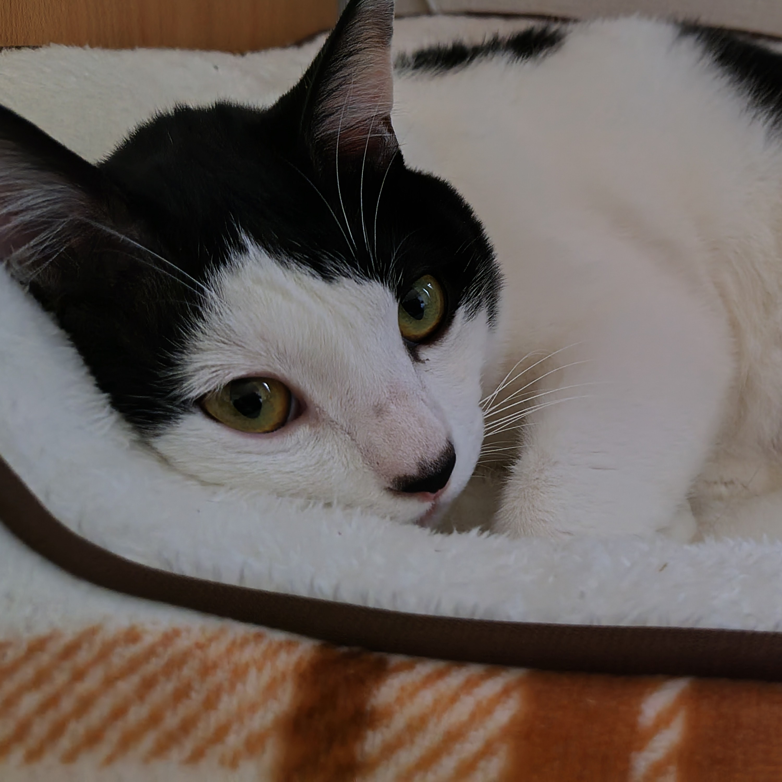 ジャケット写真