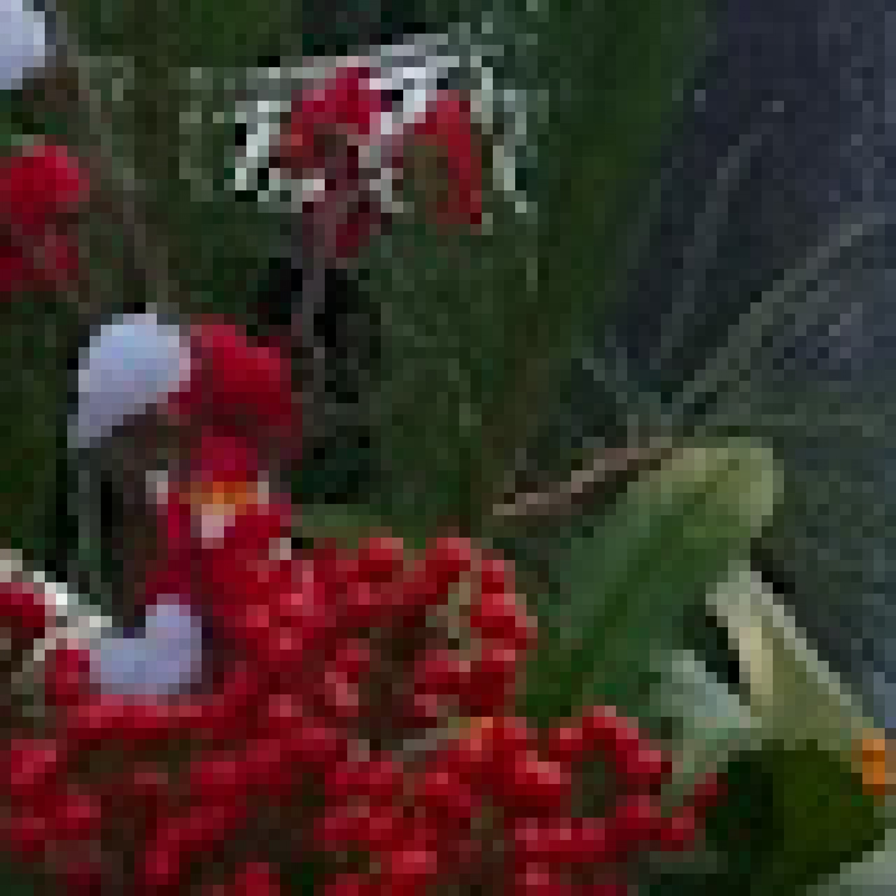 ジャケット写真