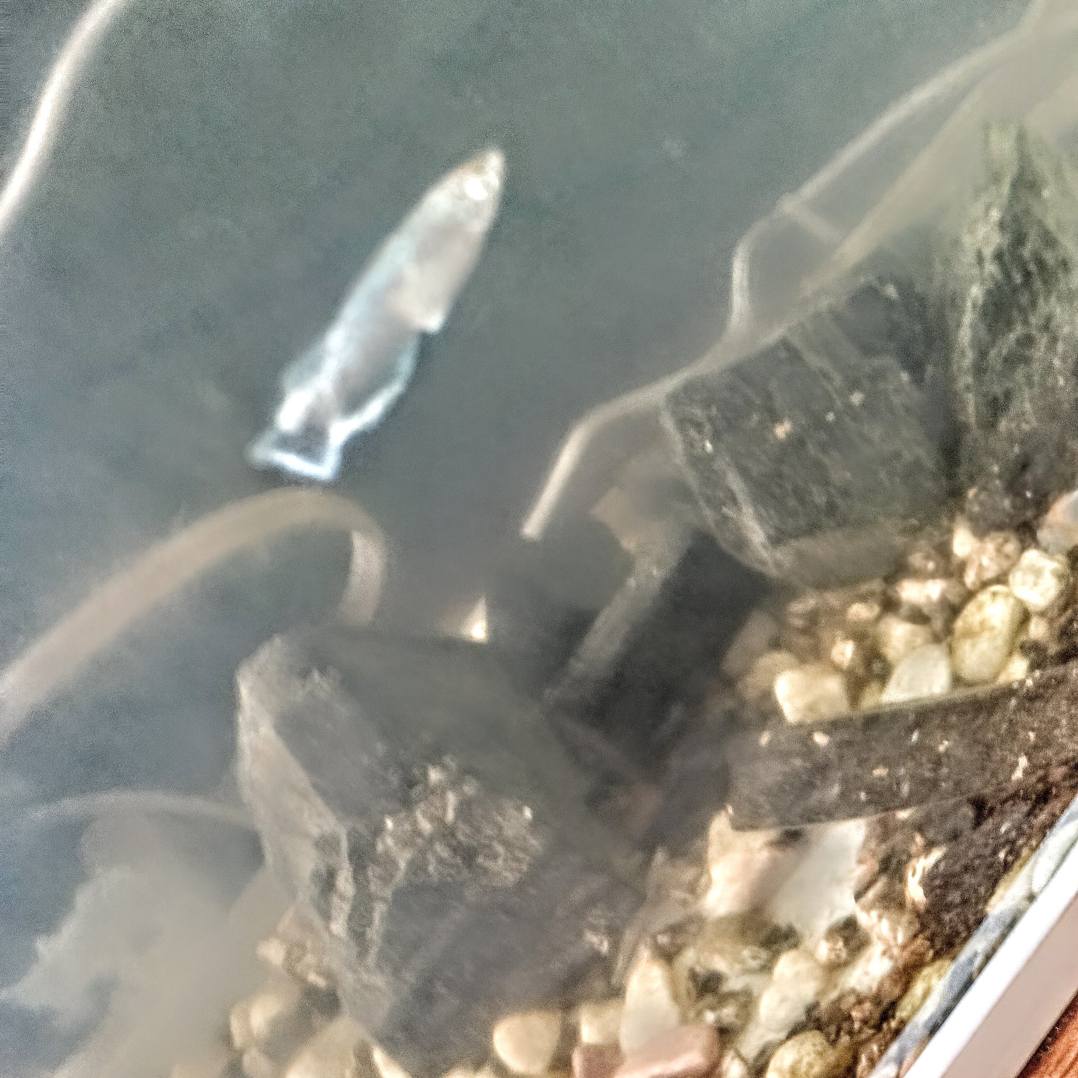 ジャケット写真