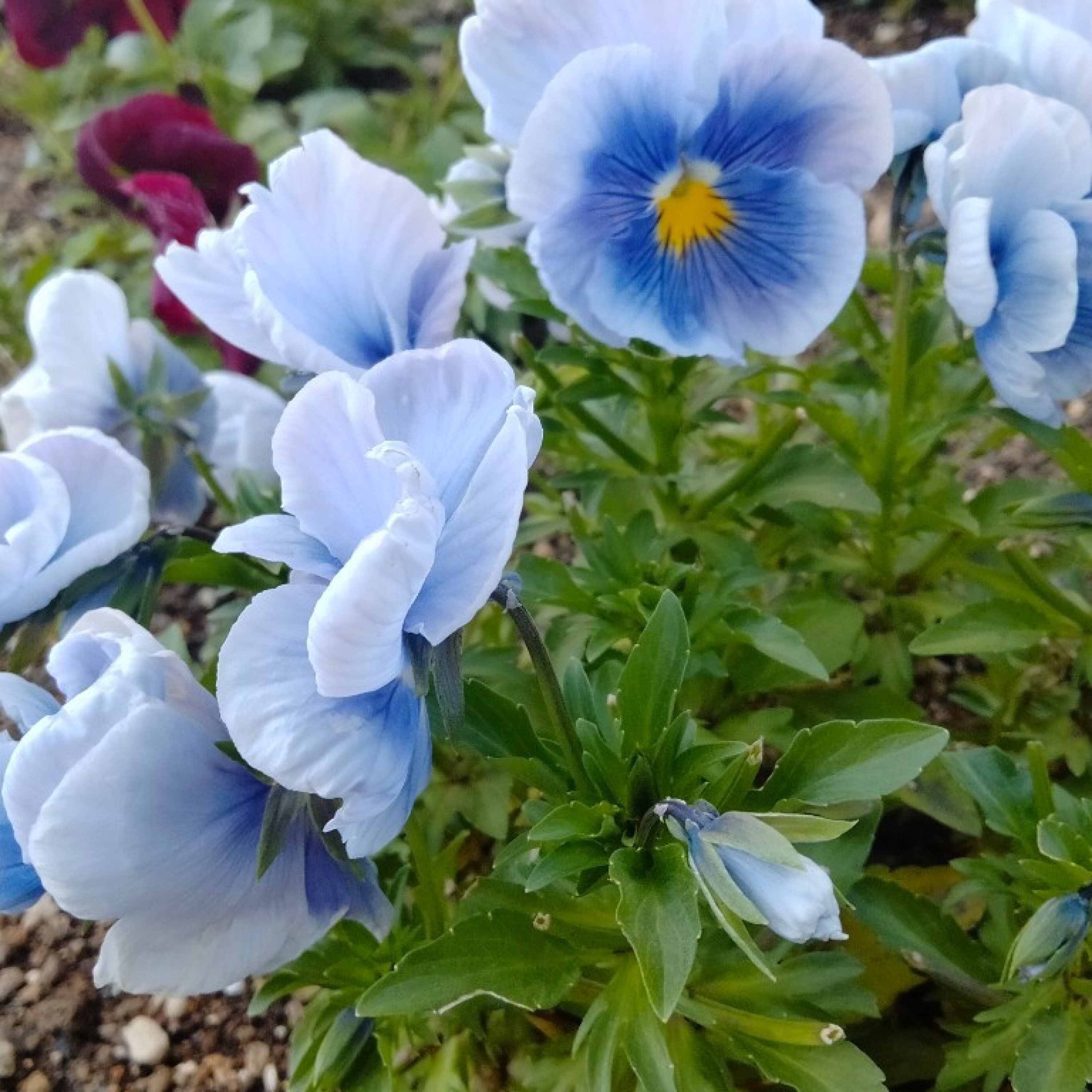 ジャケット写真