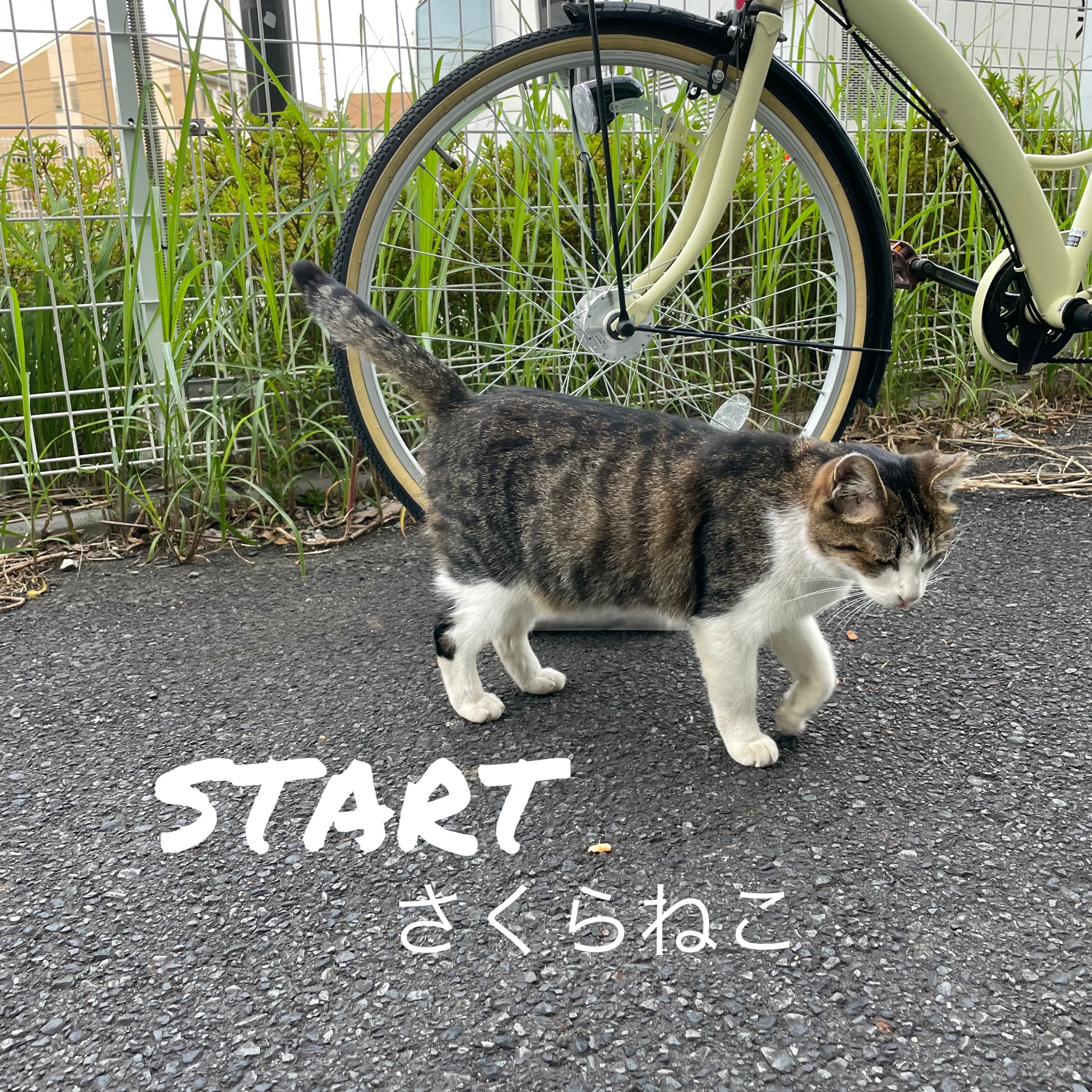 ジャケット写真