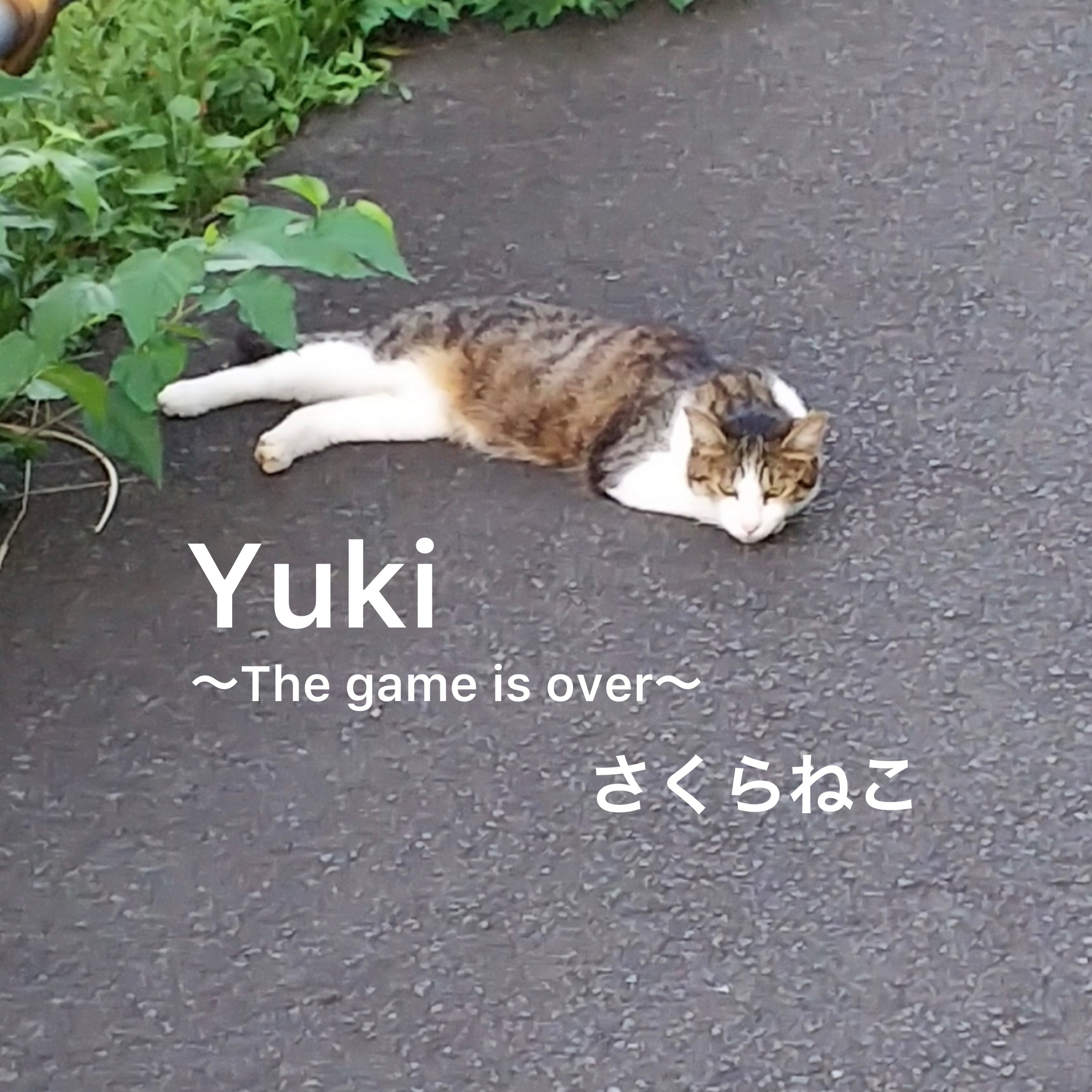 ジャケット写真