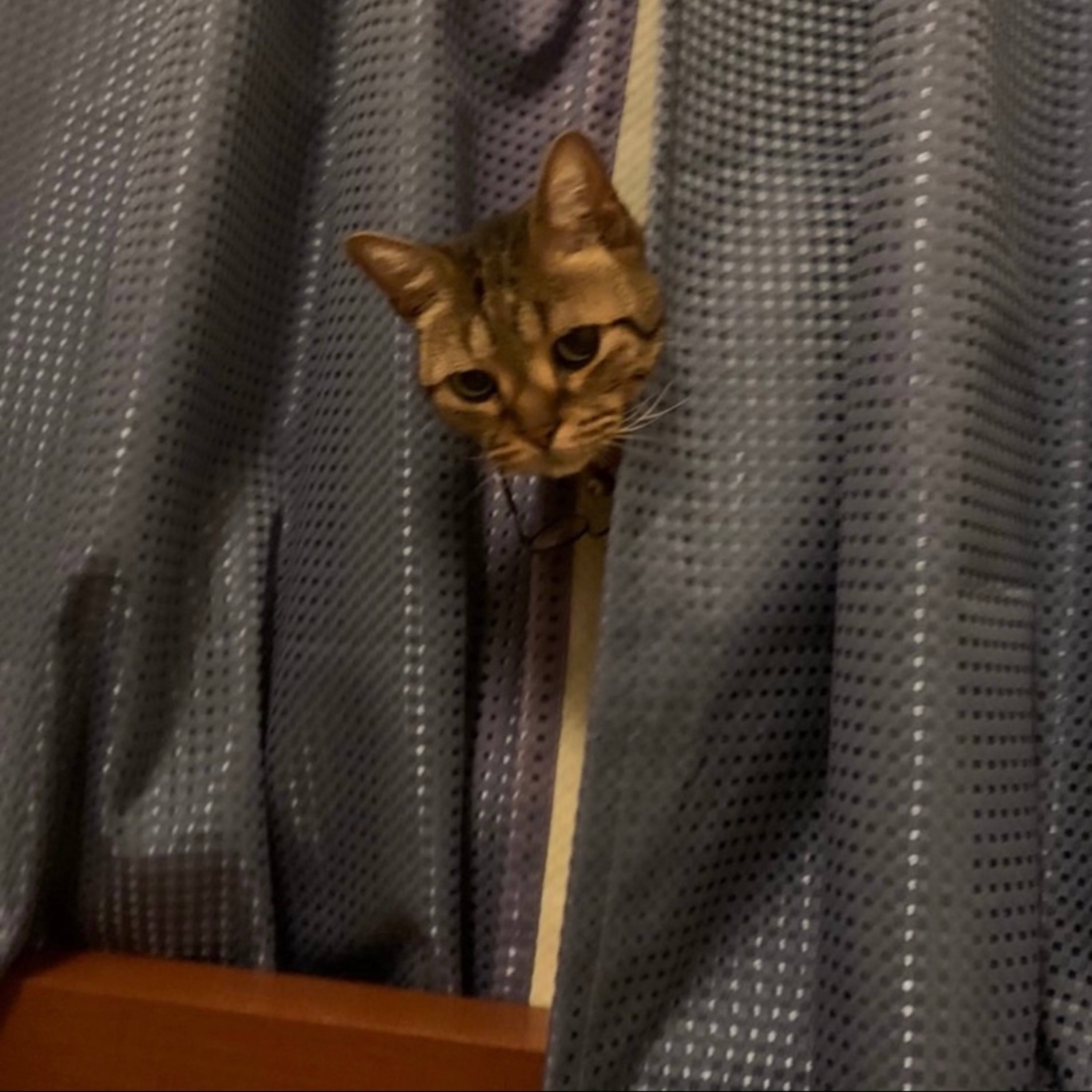 ジャケット写真