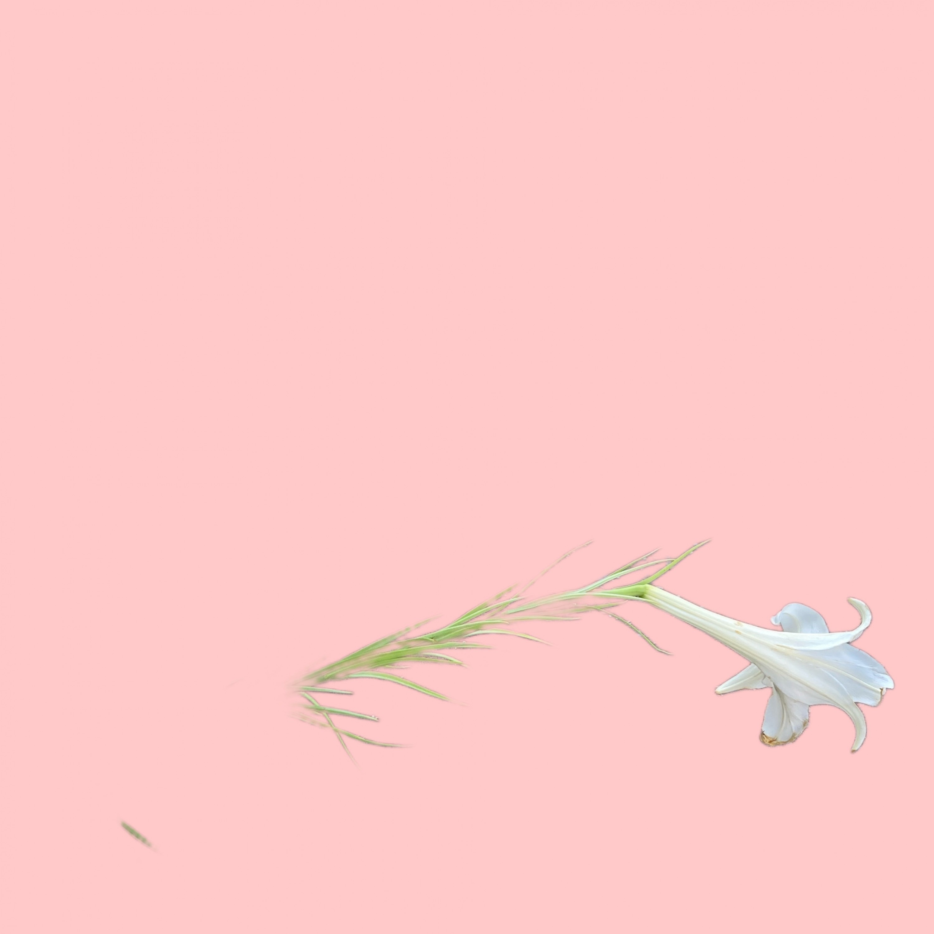 ジャケット写真