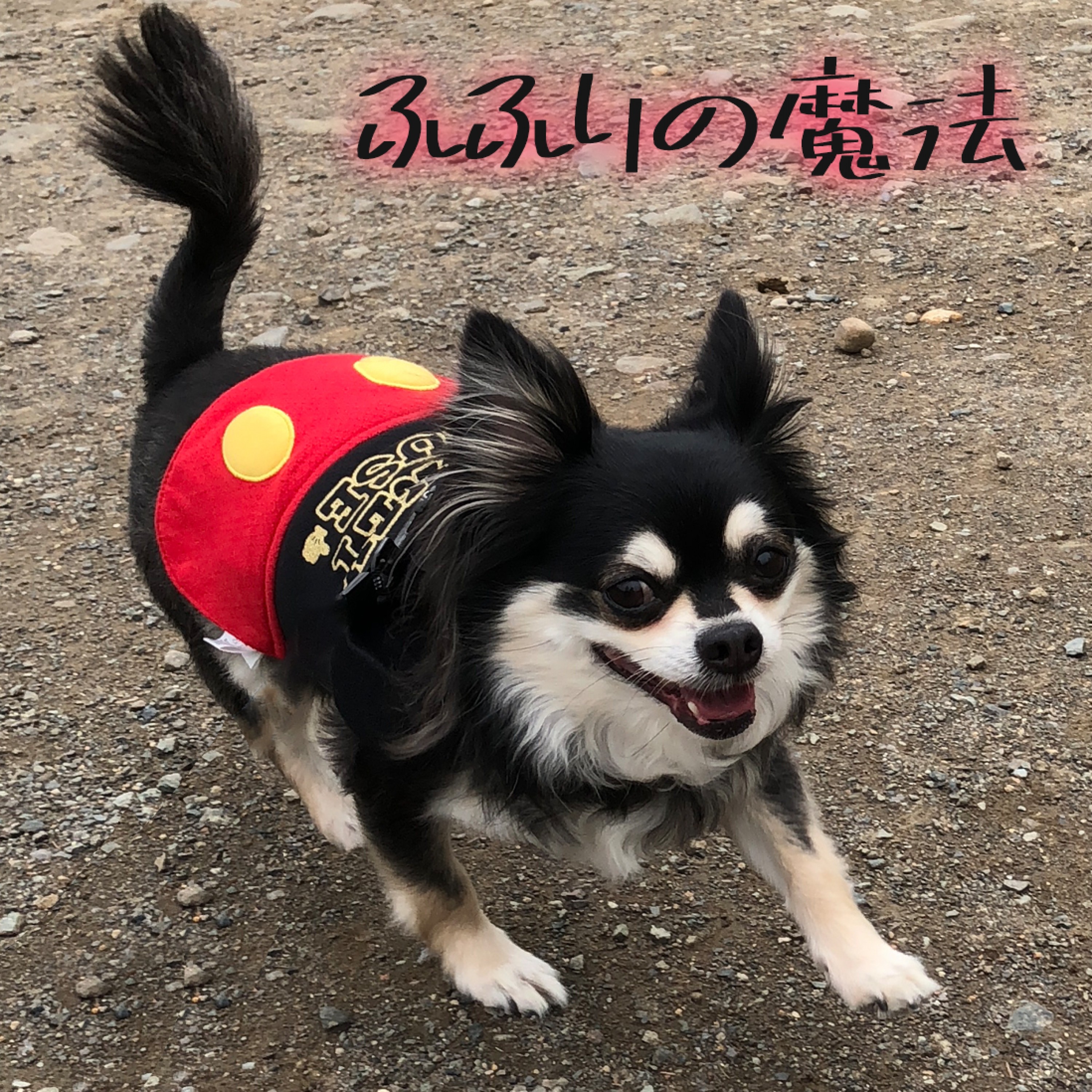 ジャケット写真