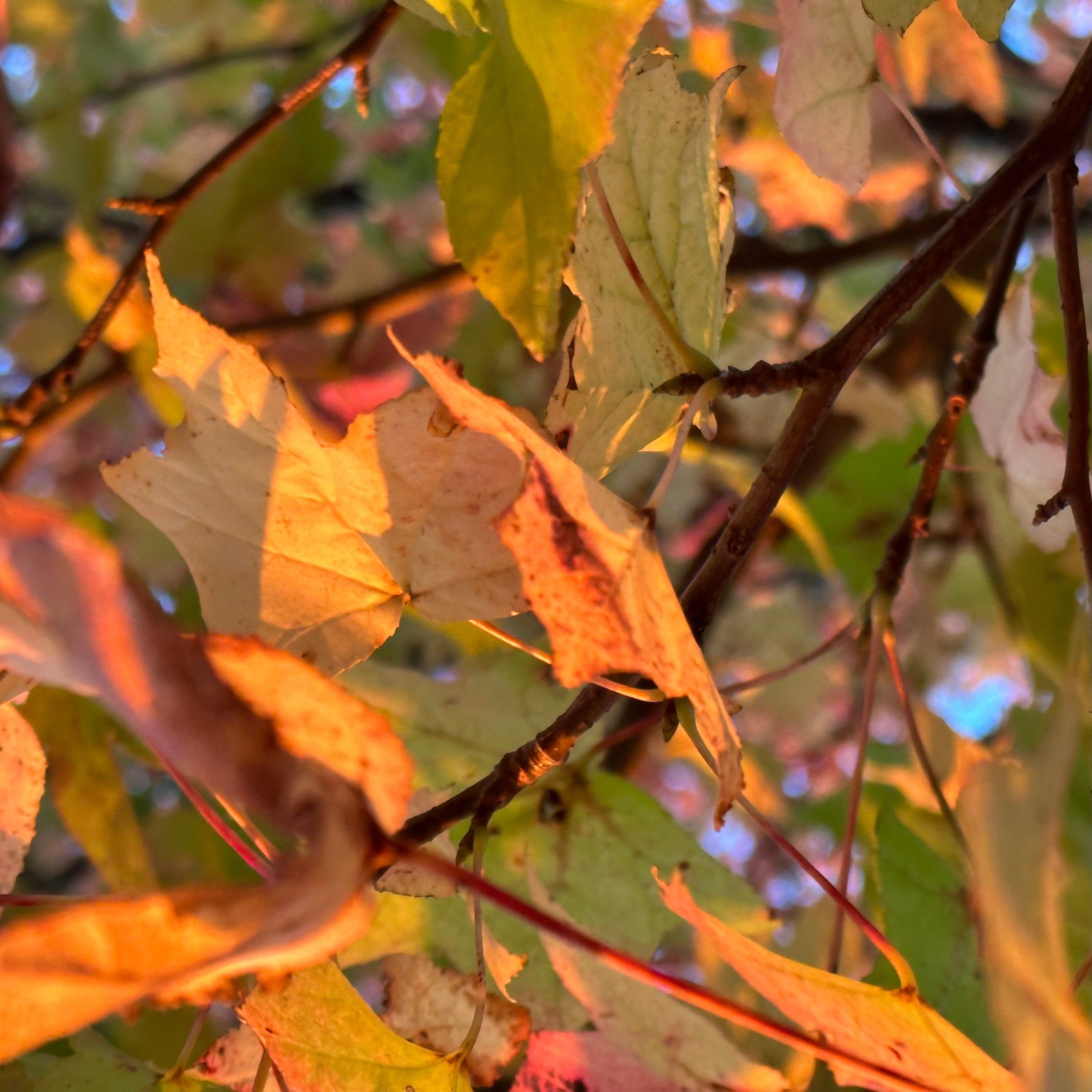 ジャケット写真