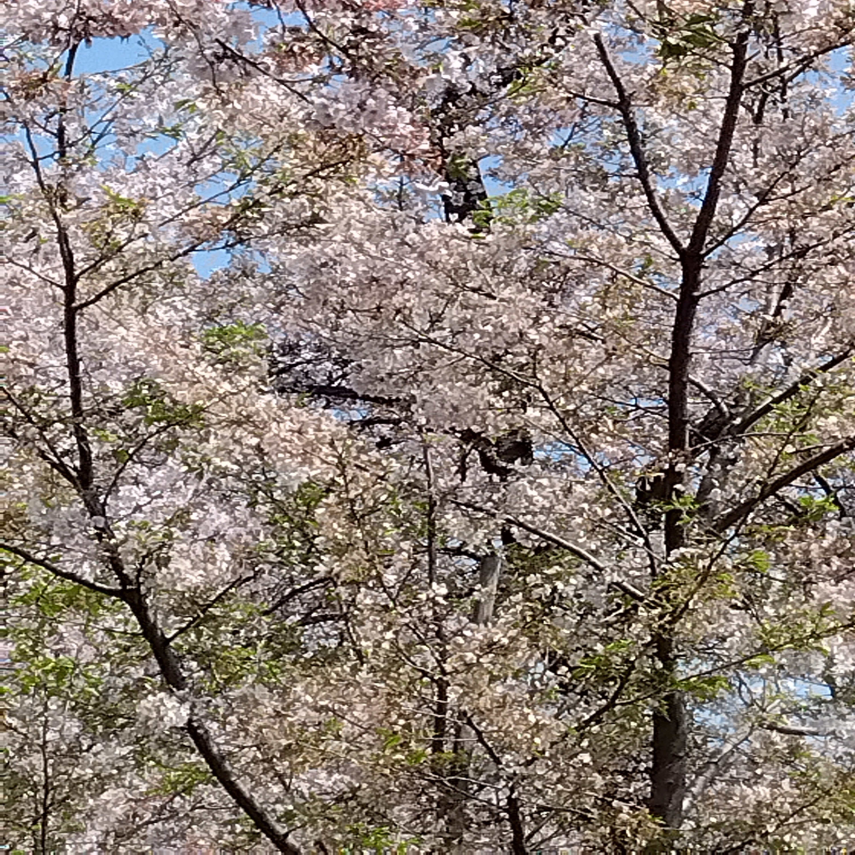 ジャケット写真