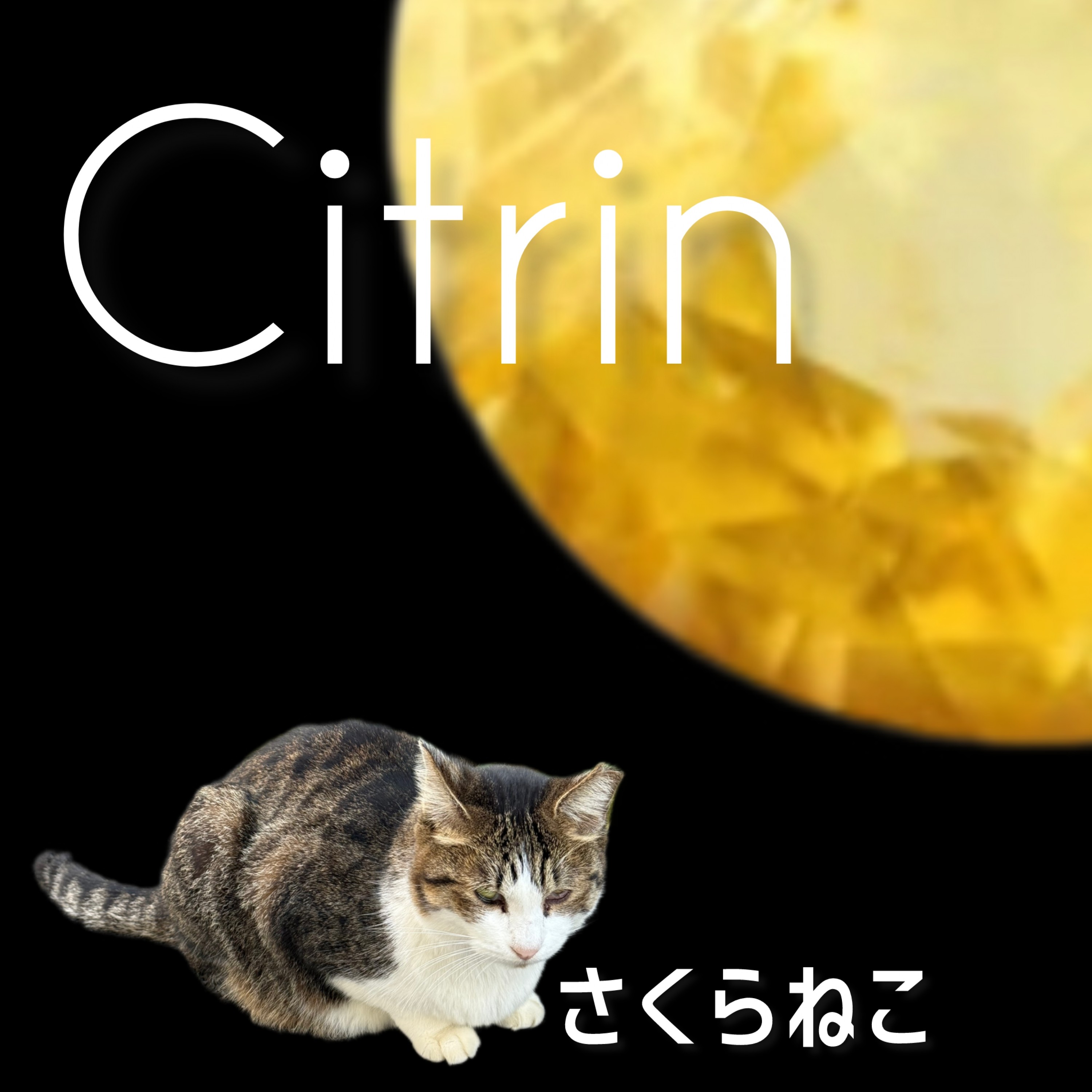 ジャケット写真